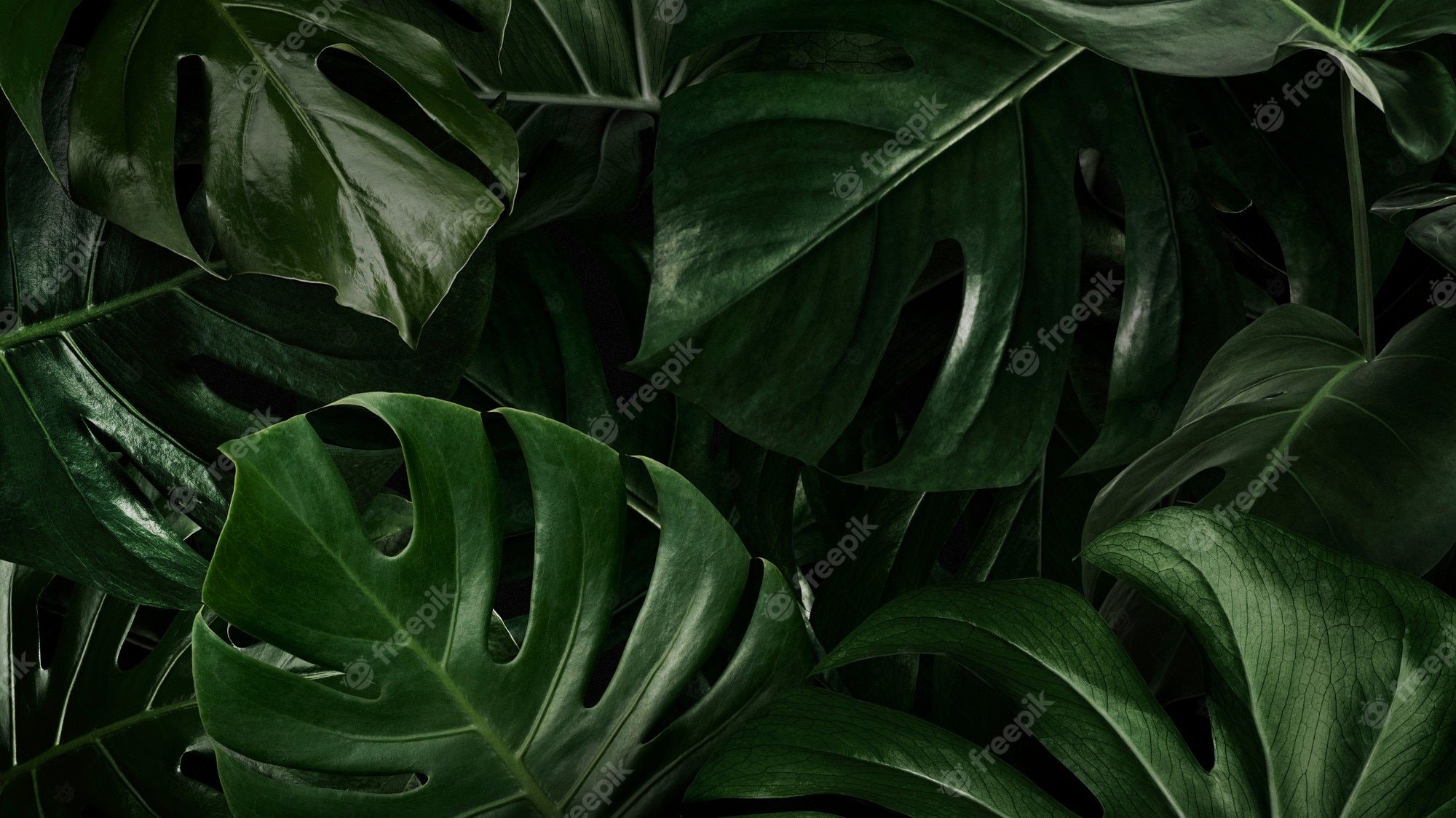Monstera, Blätter, Dunkelgrün, Pflanzen, Dschungel, 16:9, Full-HD-Hintergrundbild für den Desktop