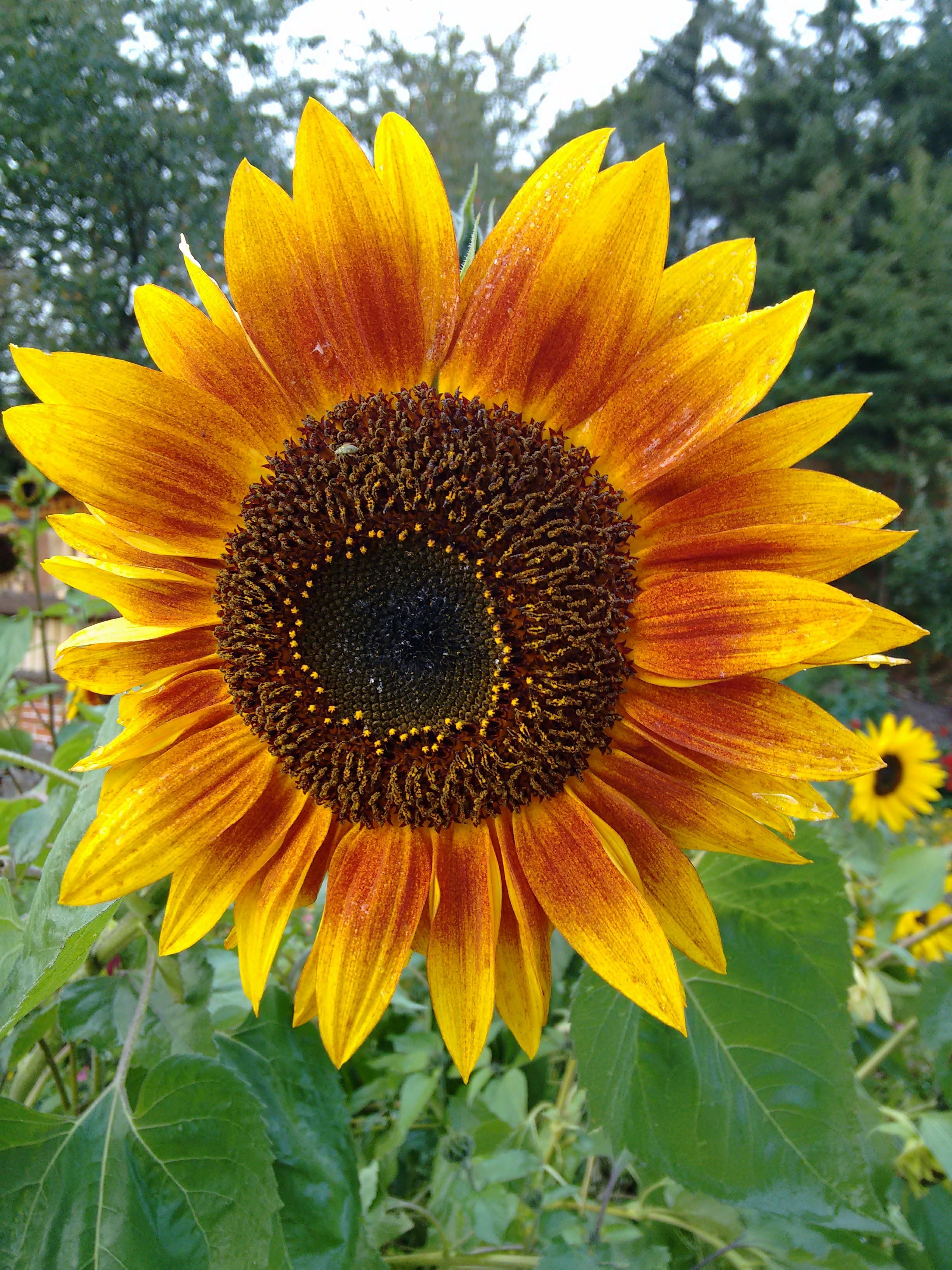 Sonnenblume, Gelb, Blüte, Nahaufnahme, Sommer, QHD+, iPad-Hintergrundbild