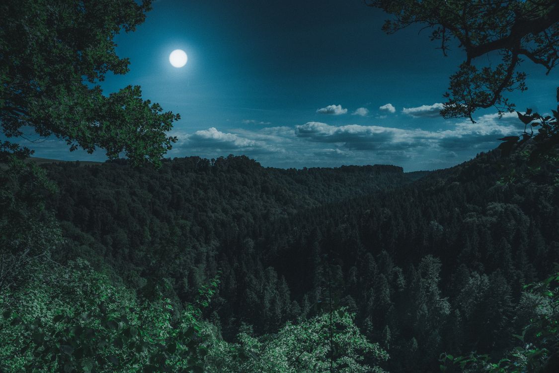 Wald, Nacht, Mond, Hügel, Dunkelgrün, Hintergrund