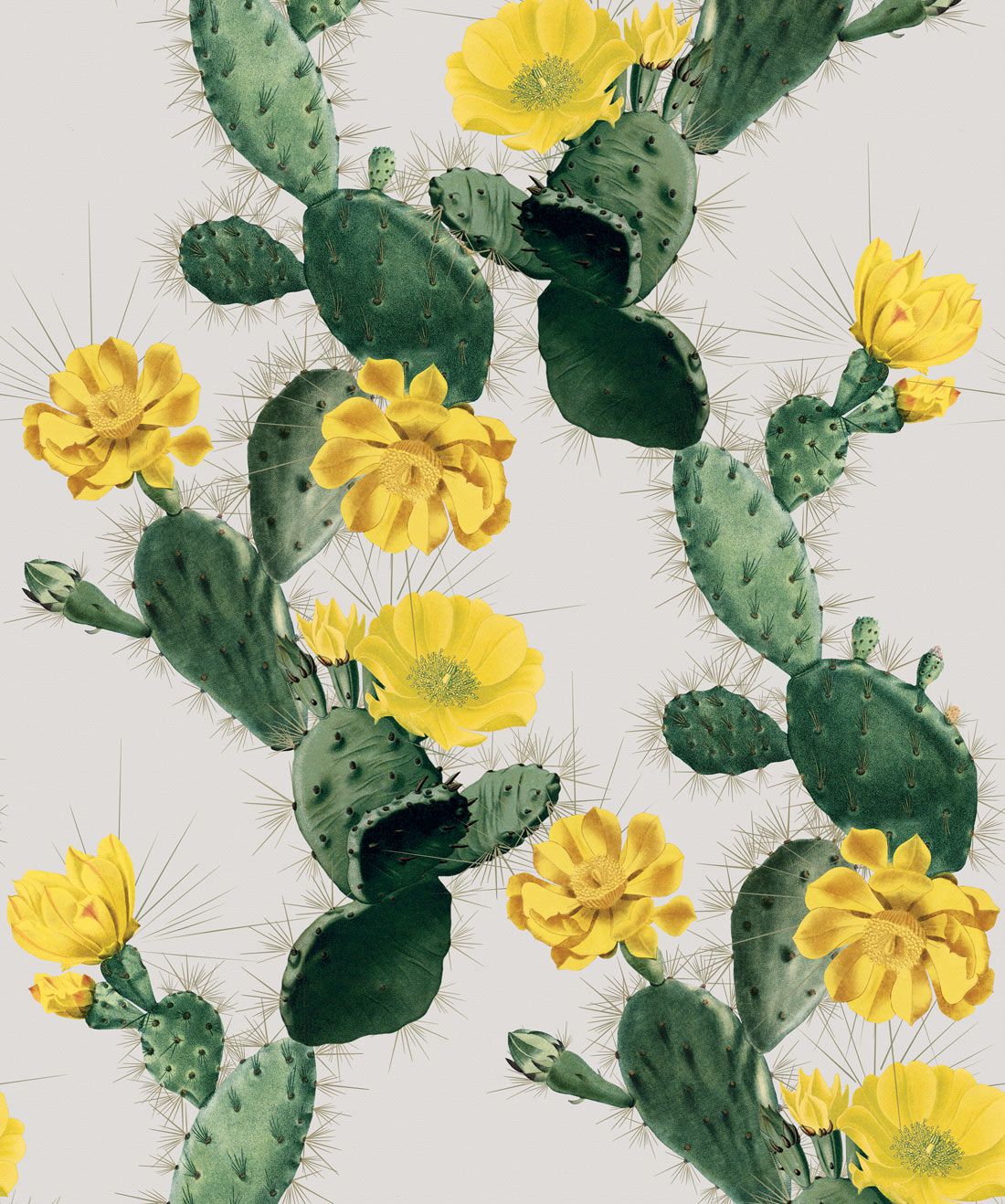 Feigenkaktus, Gelbe Blüten, Opuntie, Grauer Hintergrund, Illustration, Full HD Wallpaper