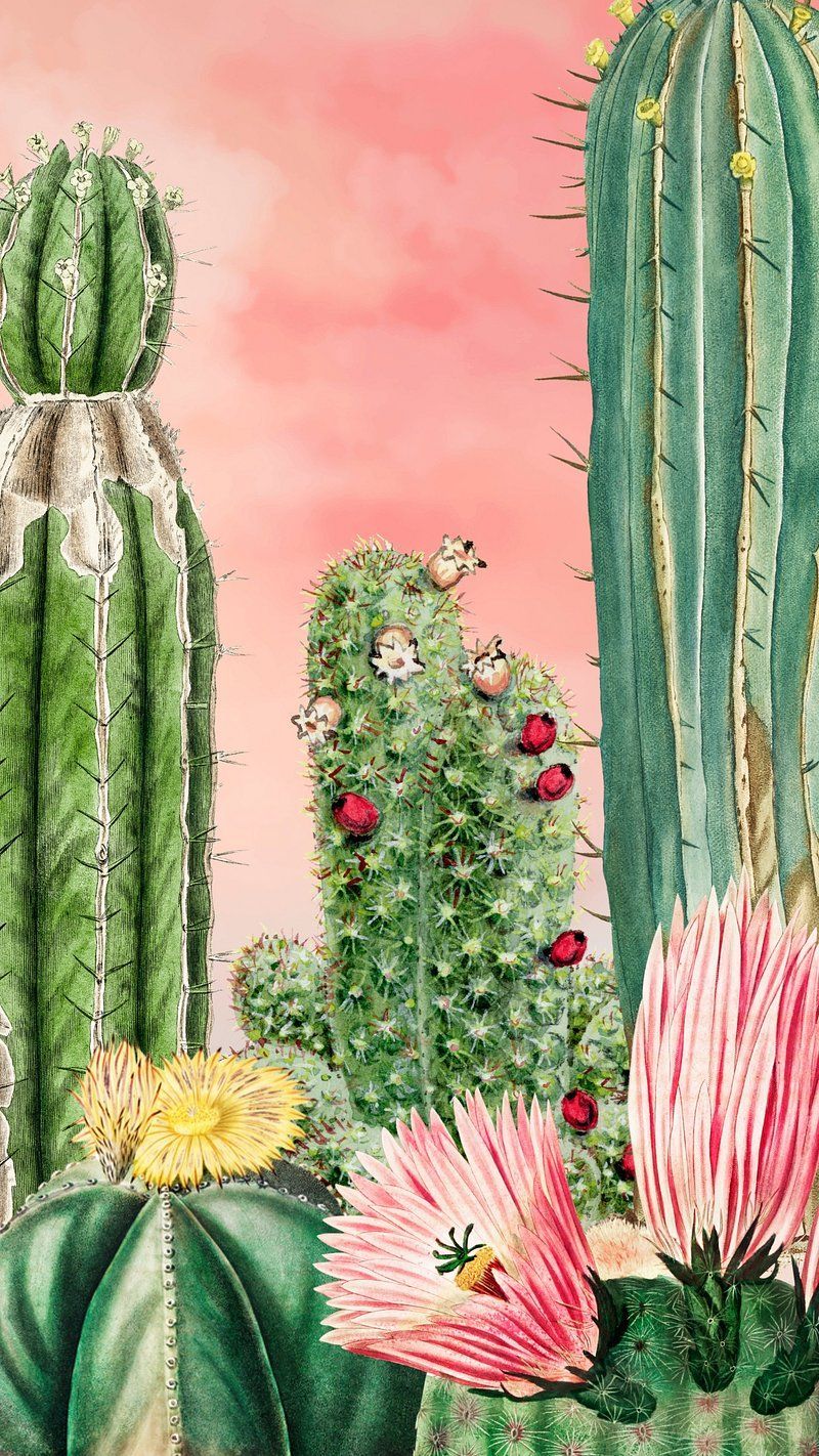 Kakteen, Kaktusblüten, Gemälde, Rosa Himmel, Pink, HD, Handy-Hintergrund im Hochformat