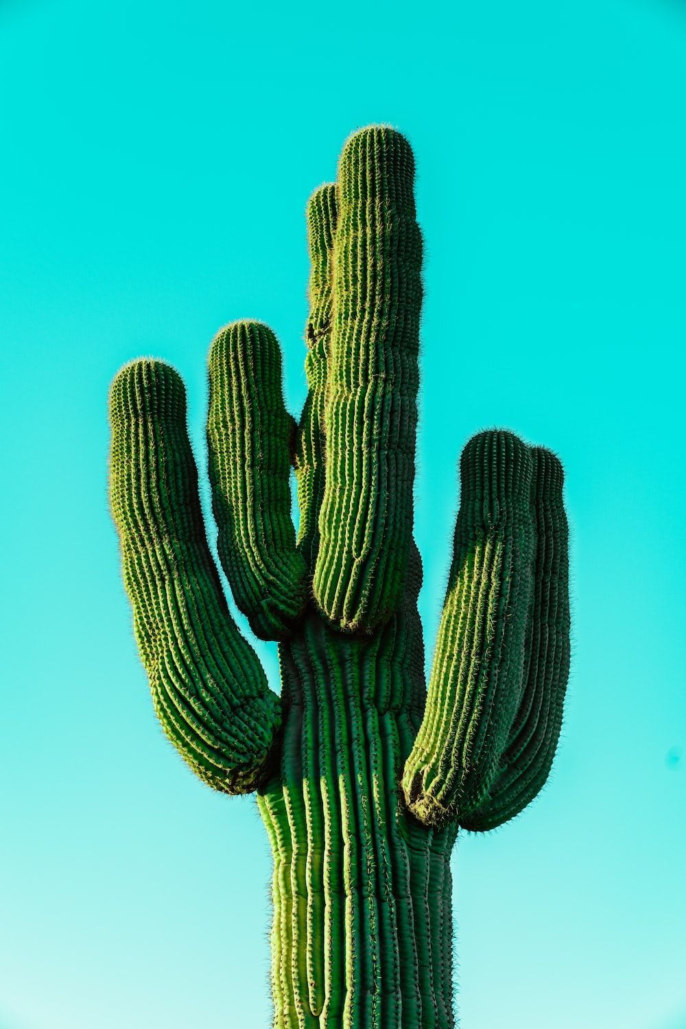 Saguaro, Türkiser Himmel, Nahaufnahme, Minimalistisch, Grün, HD, iPad-Hintergrundbild