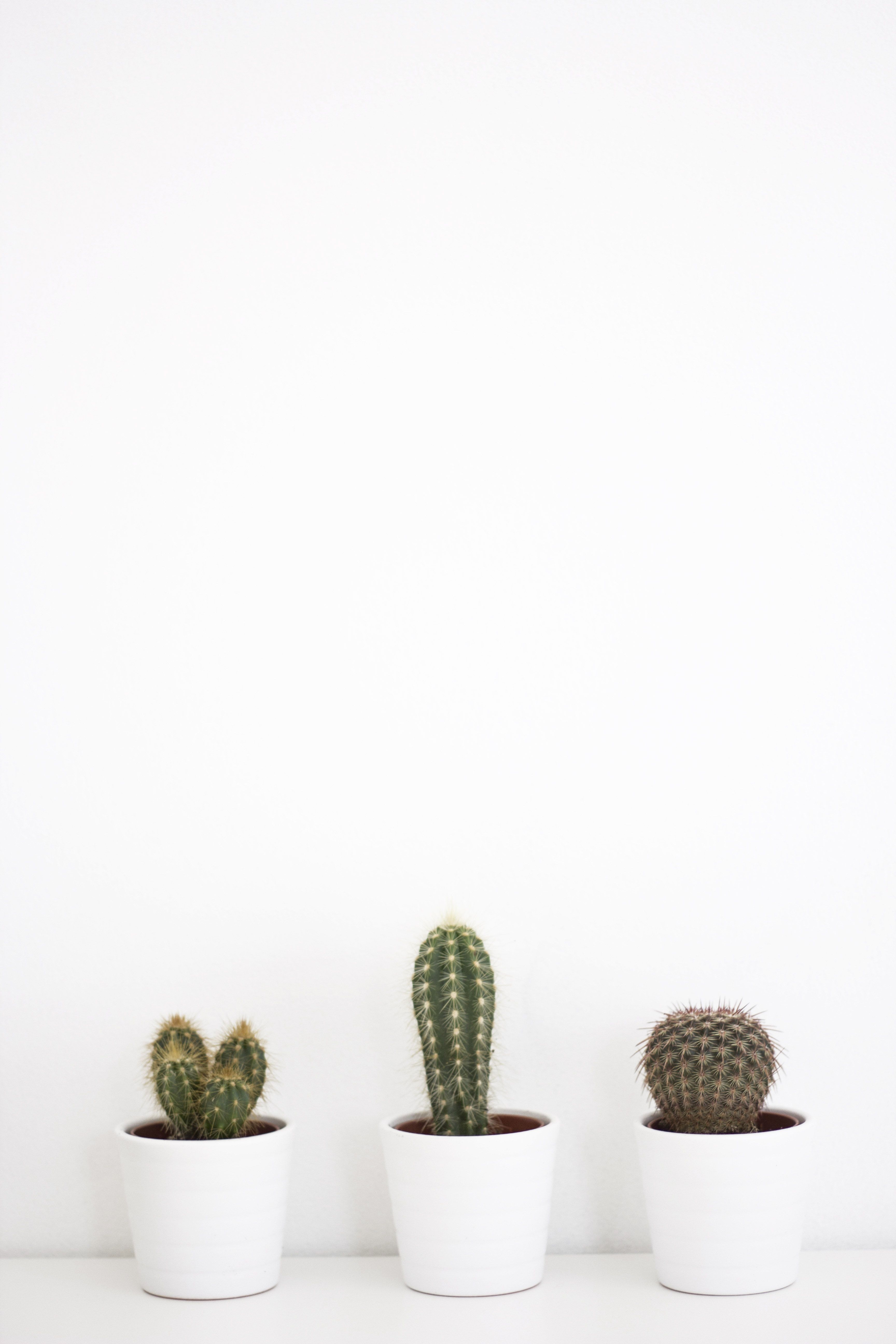 Topfkakteen, Weiße Töpfe, Weißer Hintergrund, Minimalistisch, Drei Kakteen, Sperrbildschirm fürs iPhone