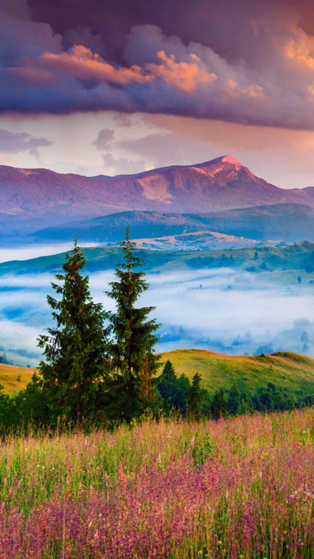Wiese, Nebel, Berge, Tannen, Sonnenaufgang, Full HD, Hintergrundbild fürs Handy