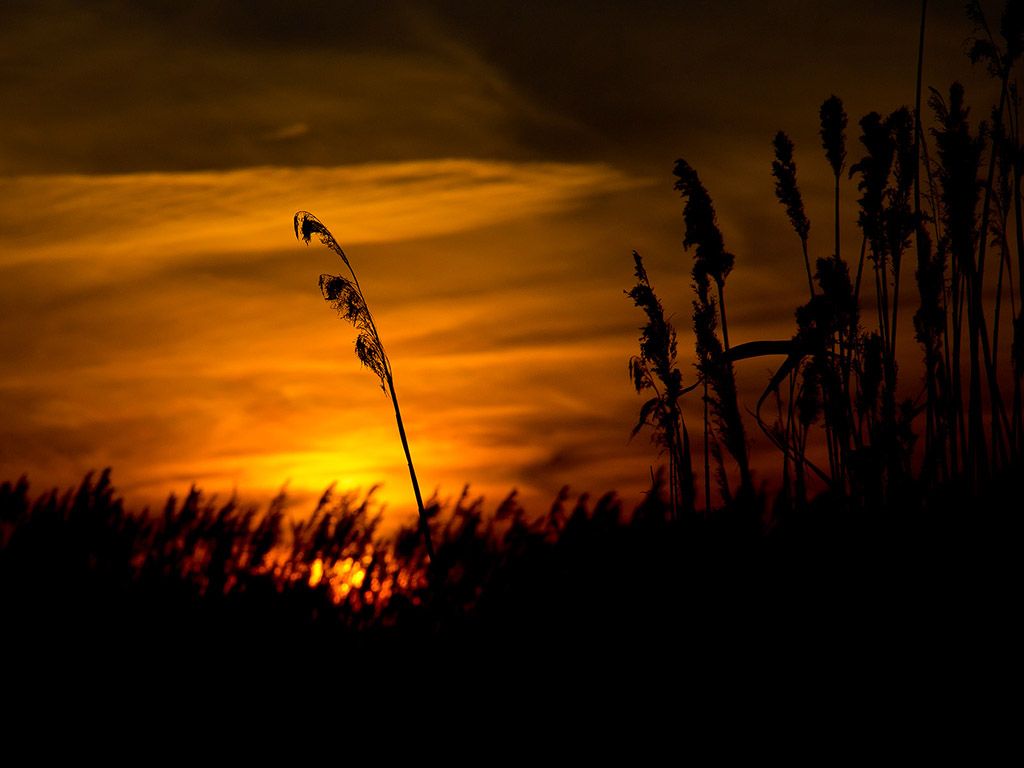 Gräser, Silhouette, Sonnenuntergang, Orange, Dämmerung, Hintergrundbild für iPad und Tablet