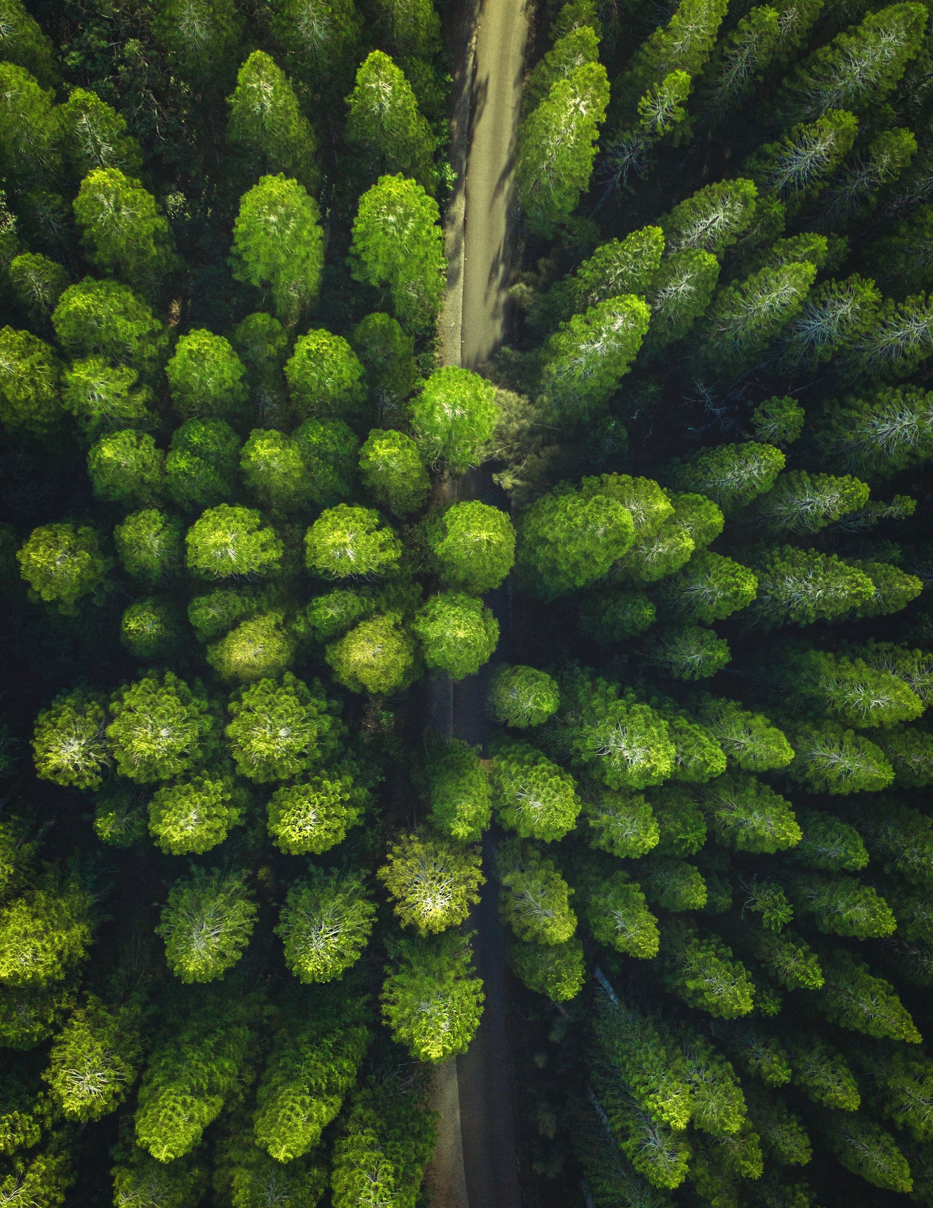 Nadelbäume, Wald, Luftaufnahme, Draufsicht, Grün, QHD+, Hintergrundbild fürs Tablet