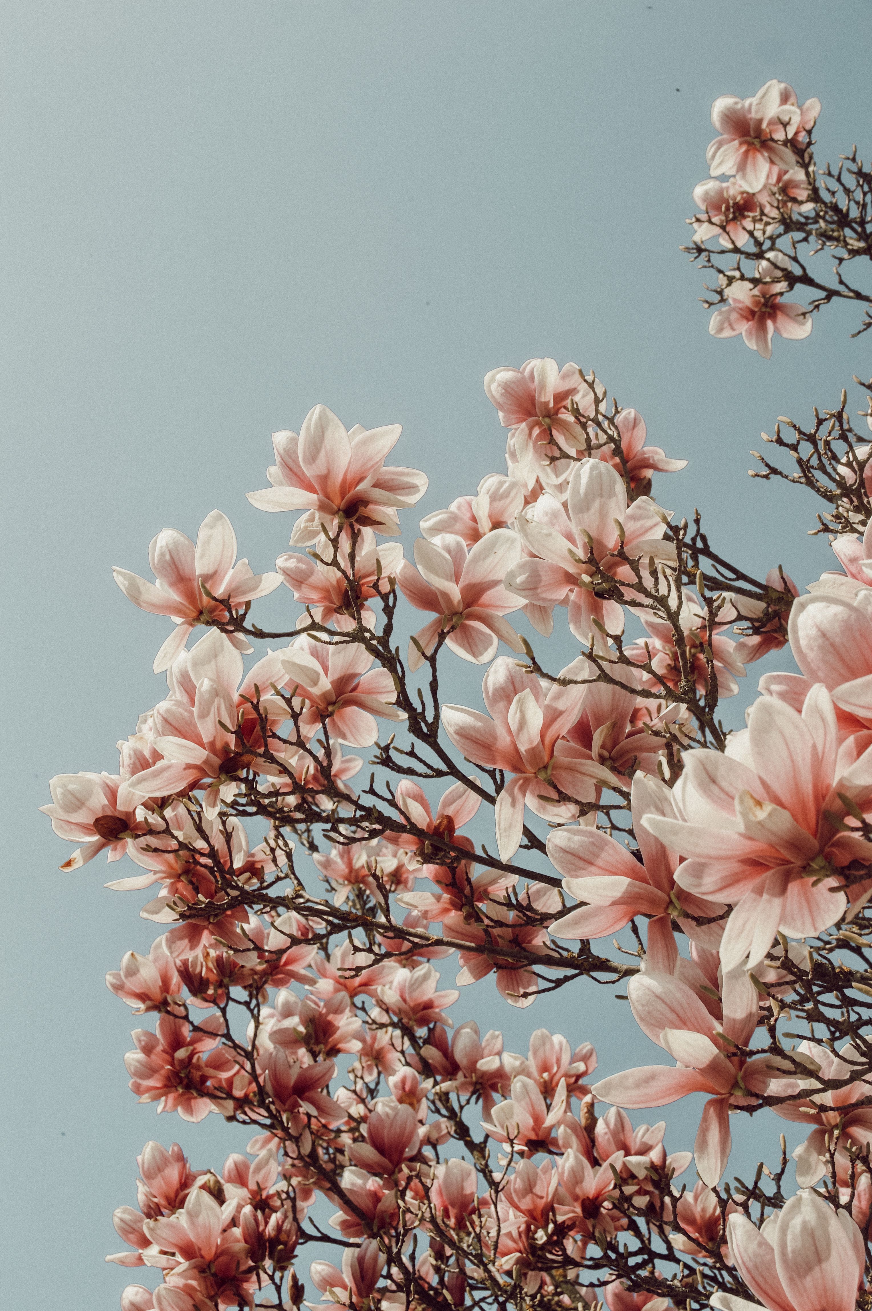 Magnolie, Blühende Zweige, Grauer Himmel, Rosa Blüten, QHD+, Sperrbildschirm fürs iPhone
