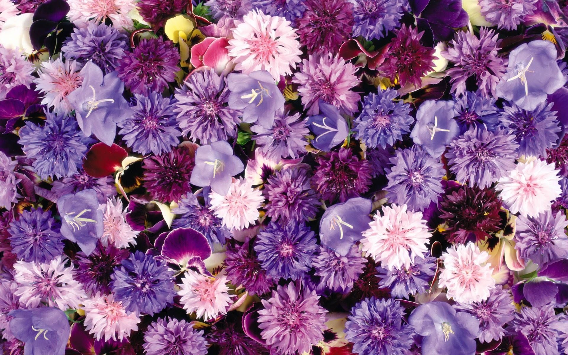 Kornblumen, Lila Blüten, Glockenblumen, Draufsicht, Blütenmeer, Full HD, PC-Hintergrundbild