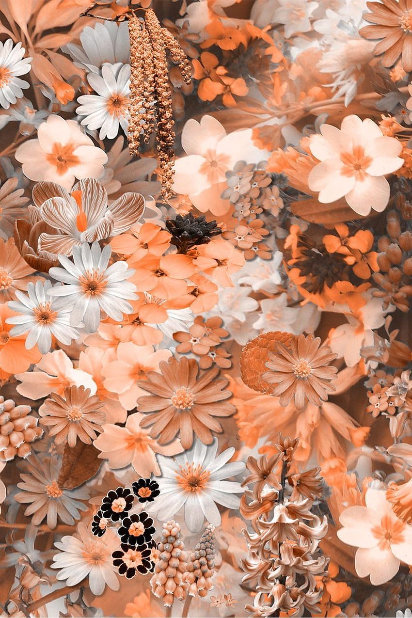 Blumenmuster, Orange Blüten, Gänseblümchen, Collage, Warme Farben, Android-Hintergrundbild