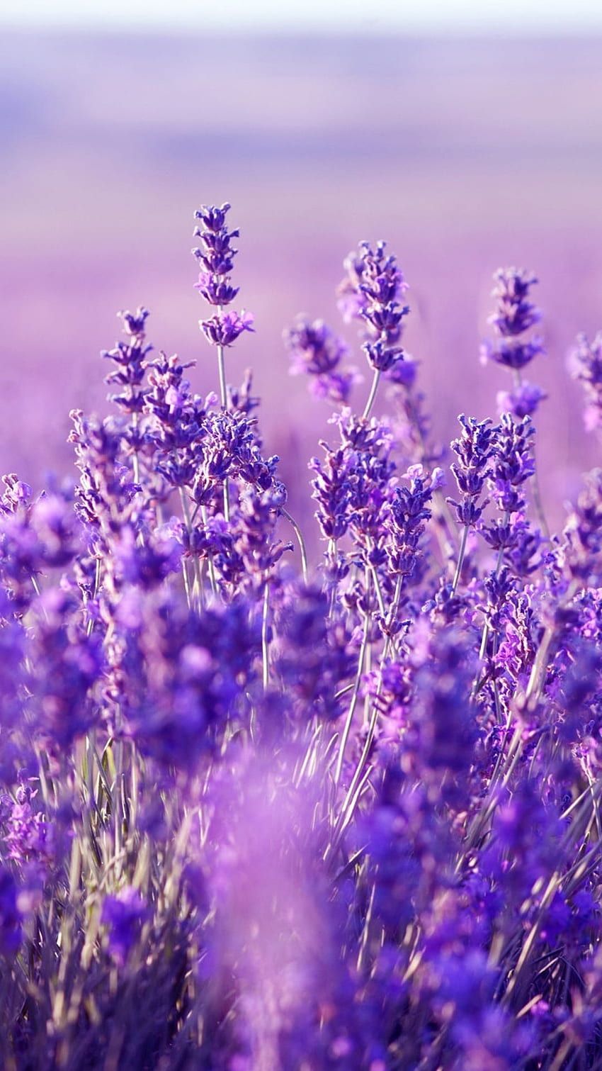 Lavendel, Lavendelfeld, Lila, Unschärfe, Sommer, HD, Sperrbildschirm fürs iPhone