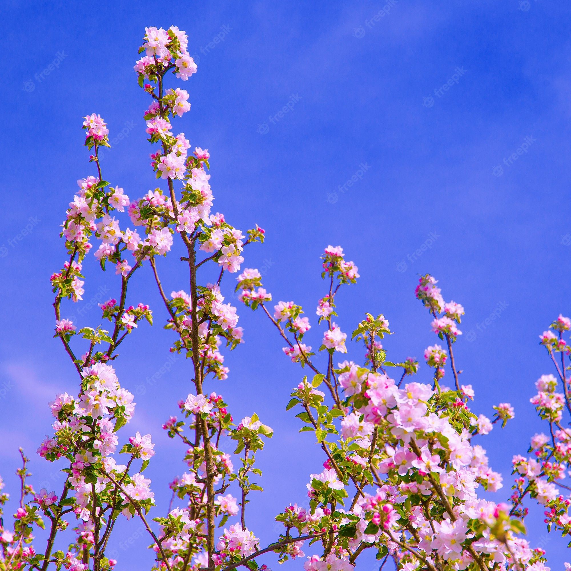 Blühende Zweige, Rosa Blüten, Blauer Himmel, Froschperspektive, Full HD, Tablet-Hintergrund