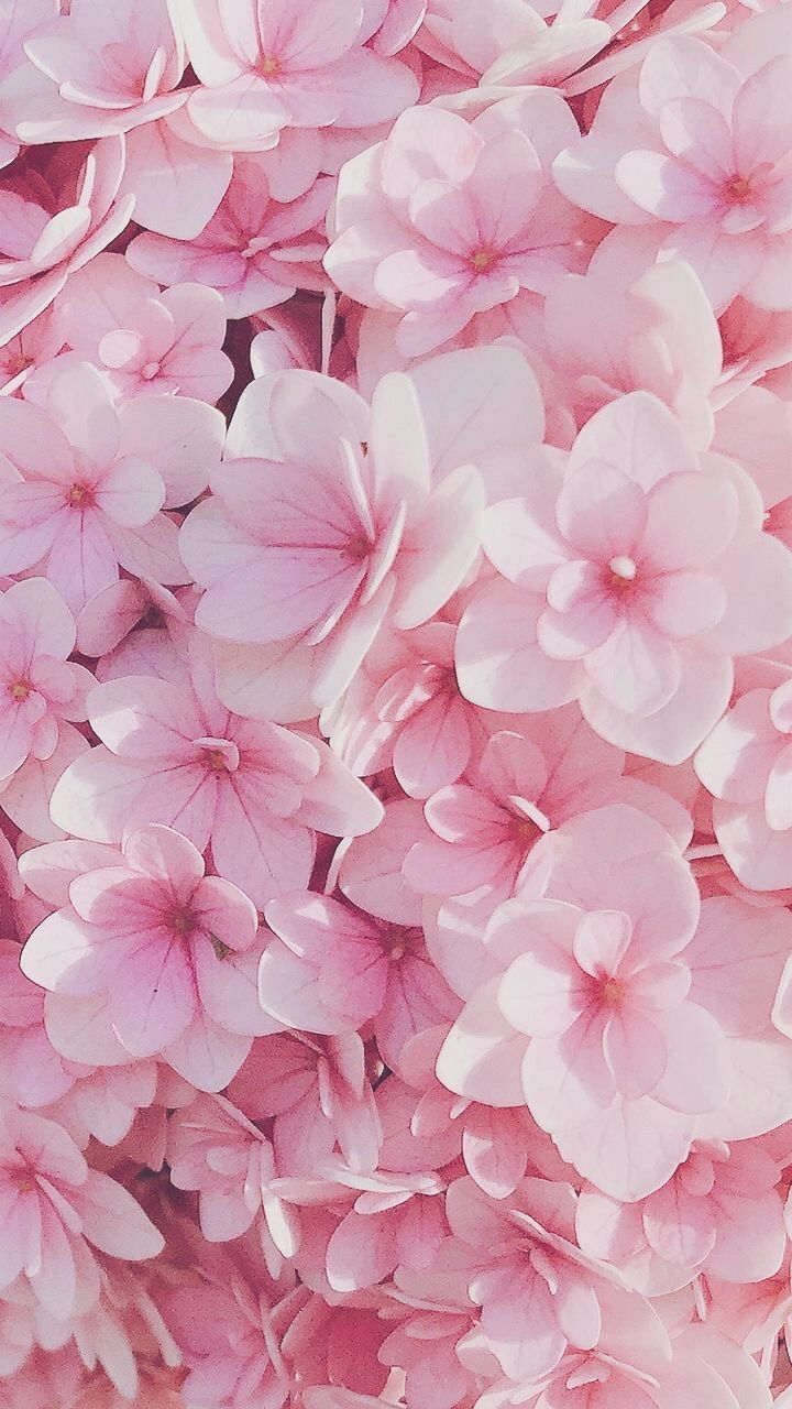 Hortensie, Rosa Blüten, Nahaufnahme, Pastellrosa, Floral, HD, Handy-Hintergrundbild