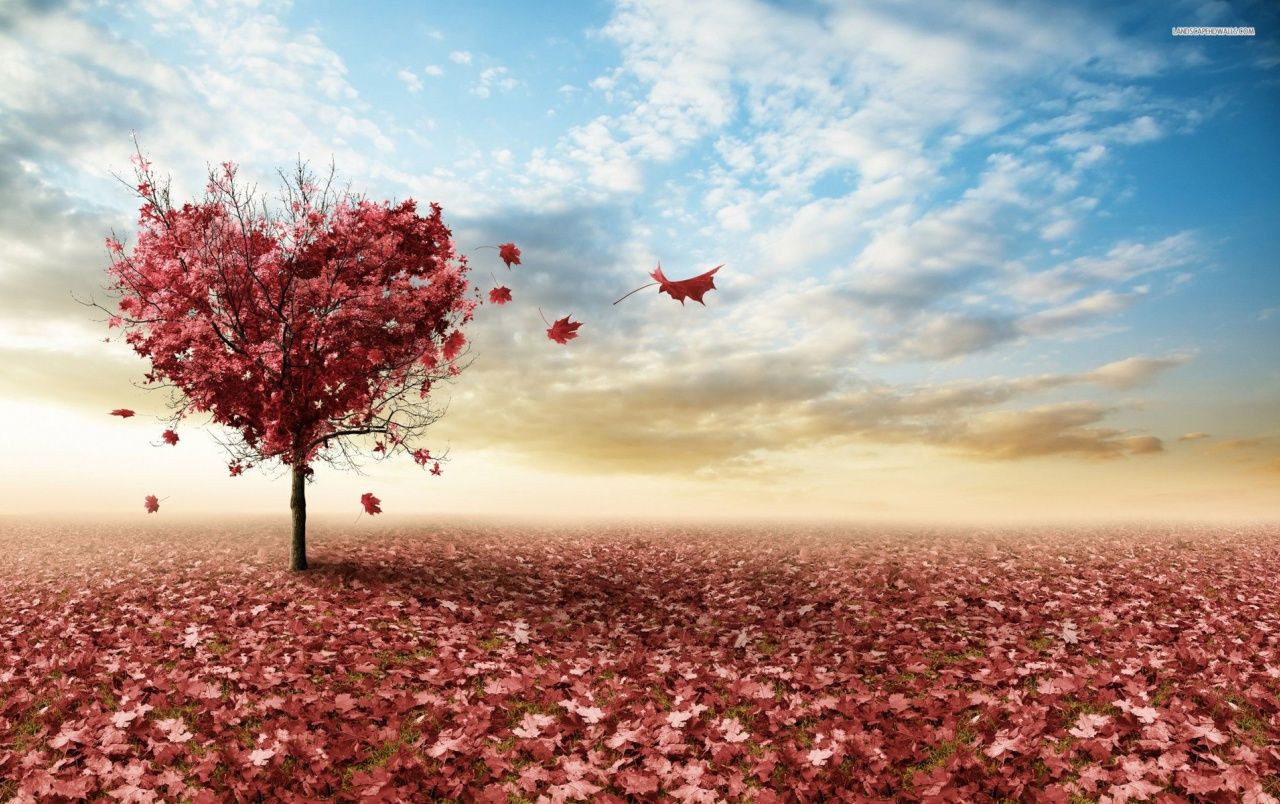 Herzbaum, Blütenblätter, Rosa Feld, Himmel, Romantisch, Fantasie, HD, Breitbild-Hintergrundbild