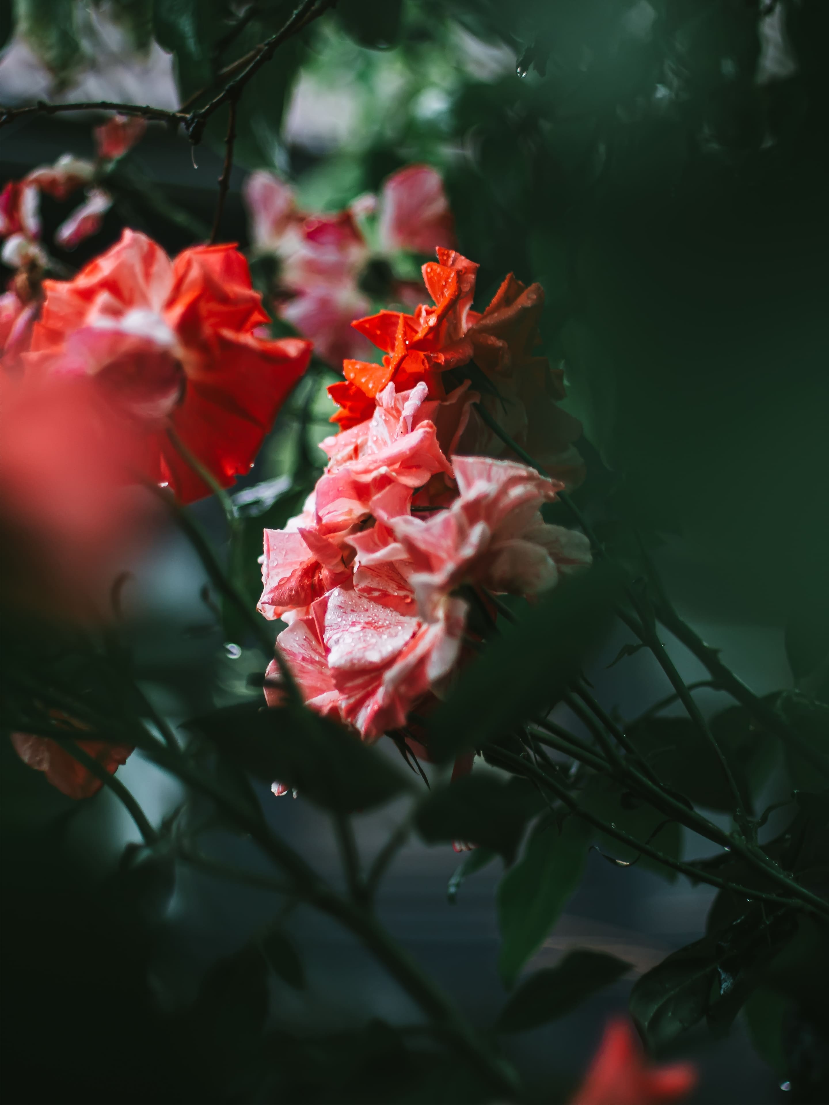 Rosen, Rote Blüten, Dunkelgrün, Nahaufnahme, Stimmungsvoll, QHD+, Tablet-Hintergrund