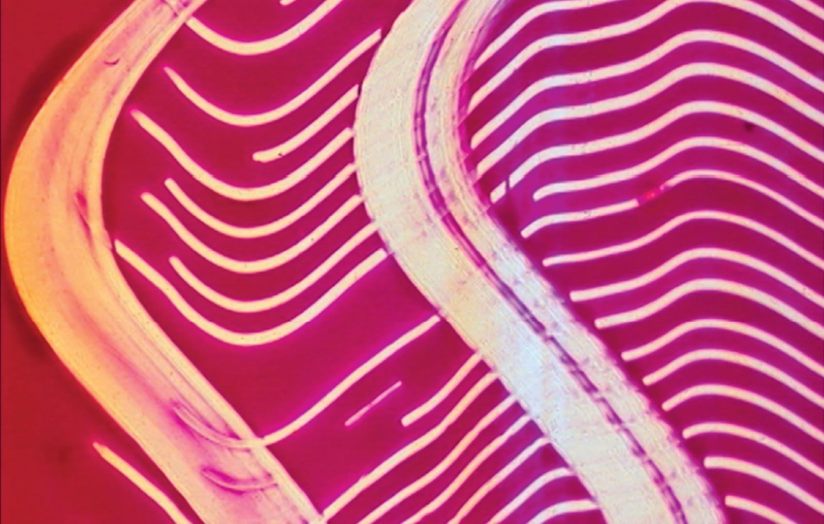 Neonlinien, Wellen, Pink, Abstrakt, Leuchtend, HD, Hintergrundbild für den PC