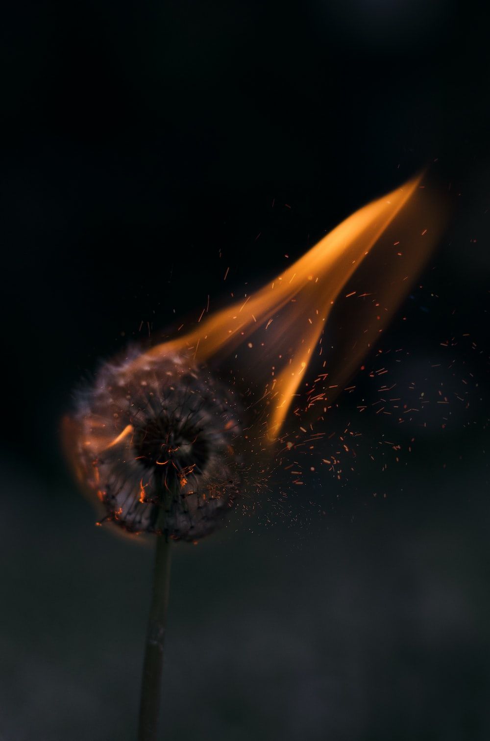 Pusteblume, Flamme, Brennende Blume, Dunkel, Nahaufnahme, HD, Handy-Hintergrundbild