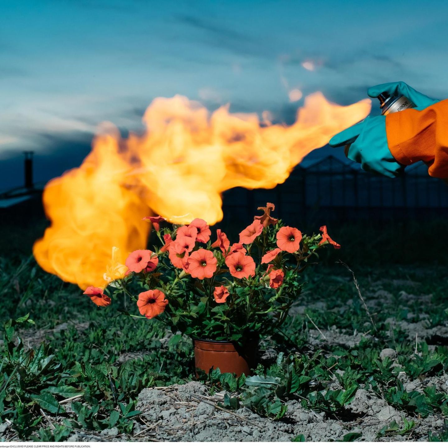 Feuerstoß, Blumen, Garten, Abenddämmerung, Surreal, HD, iPad-Hintergrundbild
