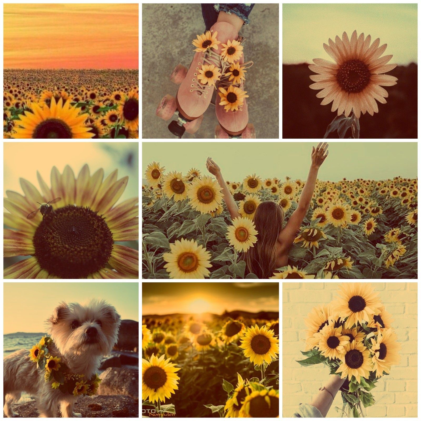 Collage, Sonnenblumen, Sonnenblumenfeld, Sonnenuntergang, Sommer, Hintergrundbild fürs Tablet