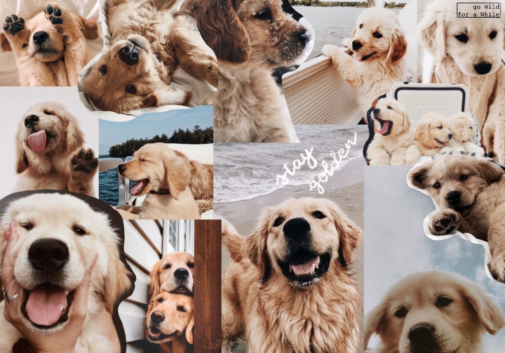 Golden Retriever, Collage, Hundegesichter, Ästhetik, Welpen, HD-Hintergrundbild für PC
