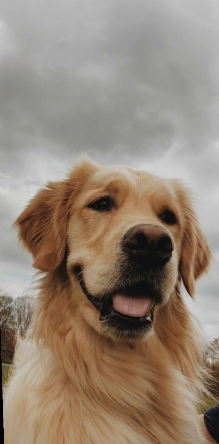 Golden Retriever, Porträt, Grauer Himmel, Hund, Hintergrundbild für iPhone und Android