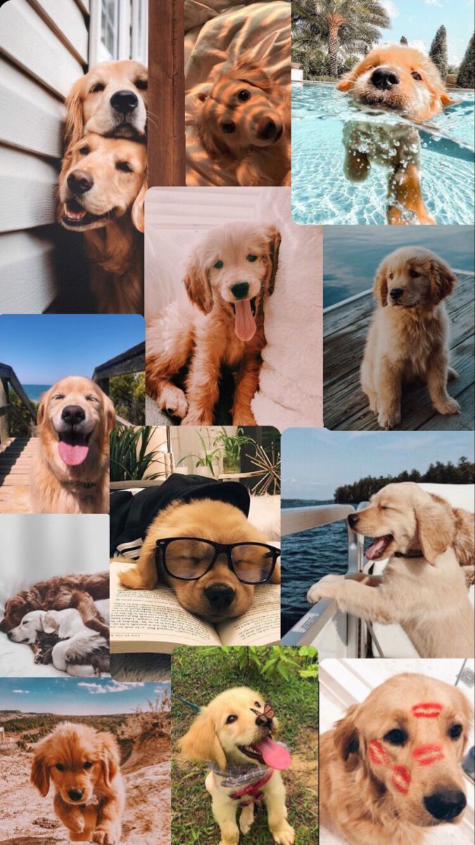 Golden Retriever, Collage, Welpen, Ästhetik, Hochformat, Hintergrundbild fürs Smartphone