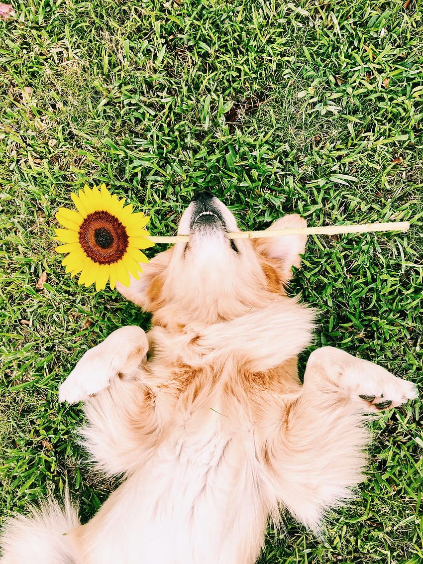 Golden Retriever, Sonnenblume, Gras, Auf dem Rücken, Vogelperspektive, Hintergrundbild fürs Tablet