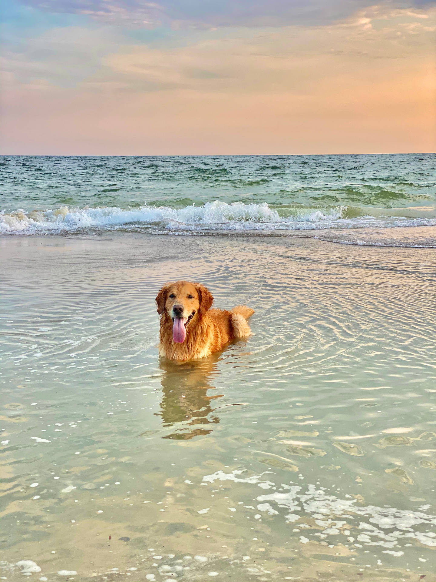 Golden Retriever, Meer, Schwimmen, Strand, Sonnenuntergang, Hintergrundbild fürs iPad