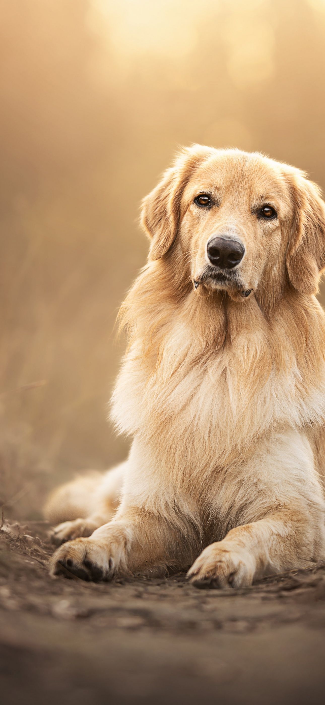 Golden Retriever, Liegend, Goldenes Licht, Bokeh, Full HD, Sperrbildschirm fürs iPhone