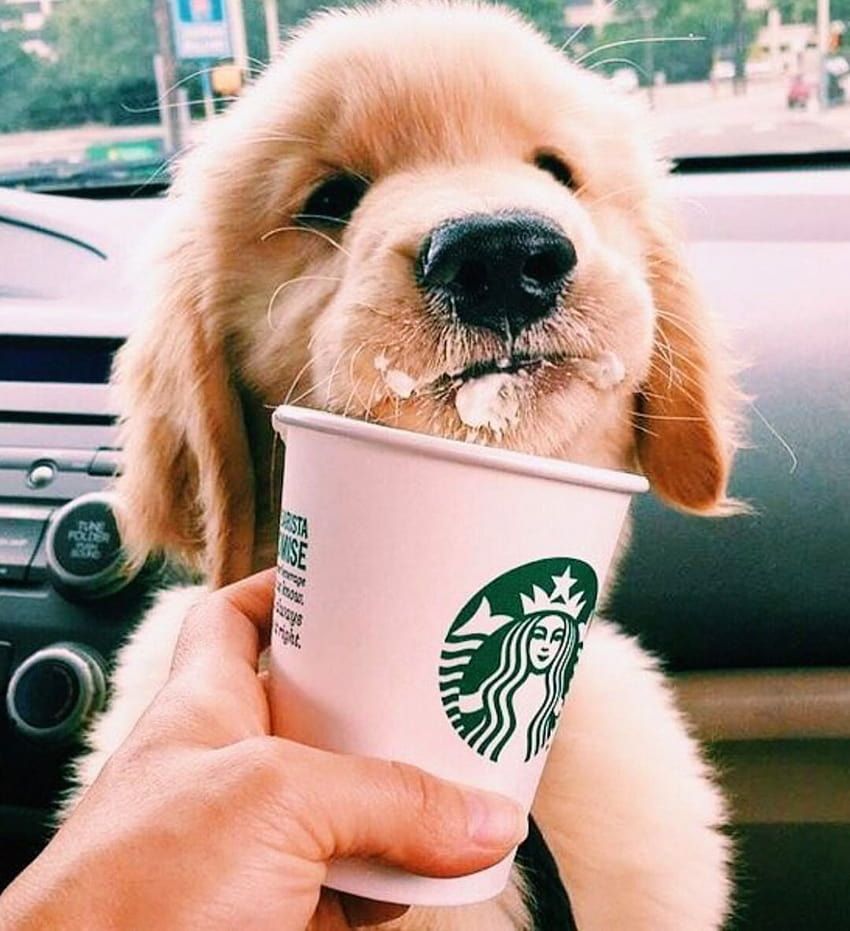 Golden Retriever, Welpe, Starbucks, Puppuccino, Auto, Hintergrundbild für iPad und Tablet