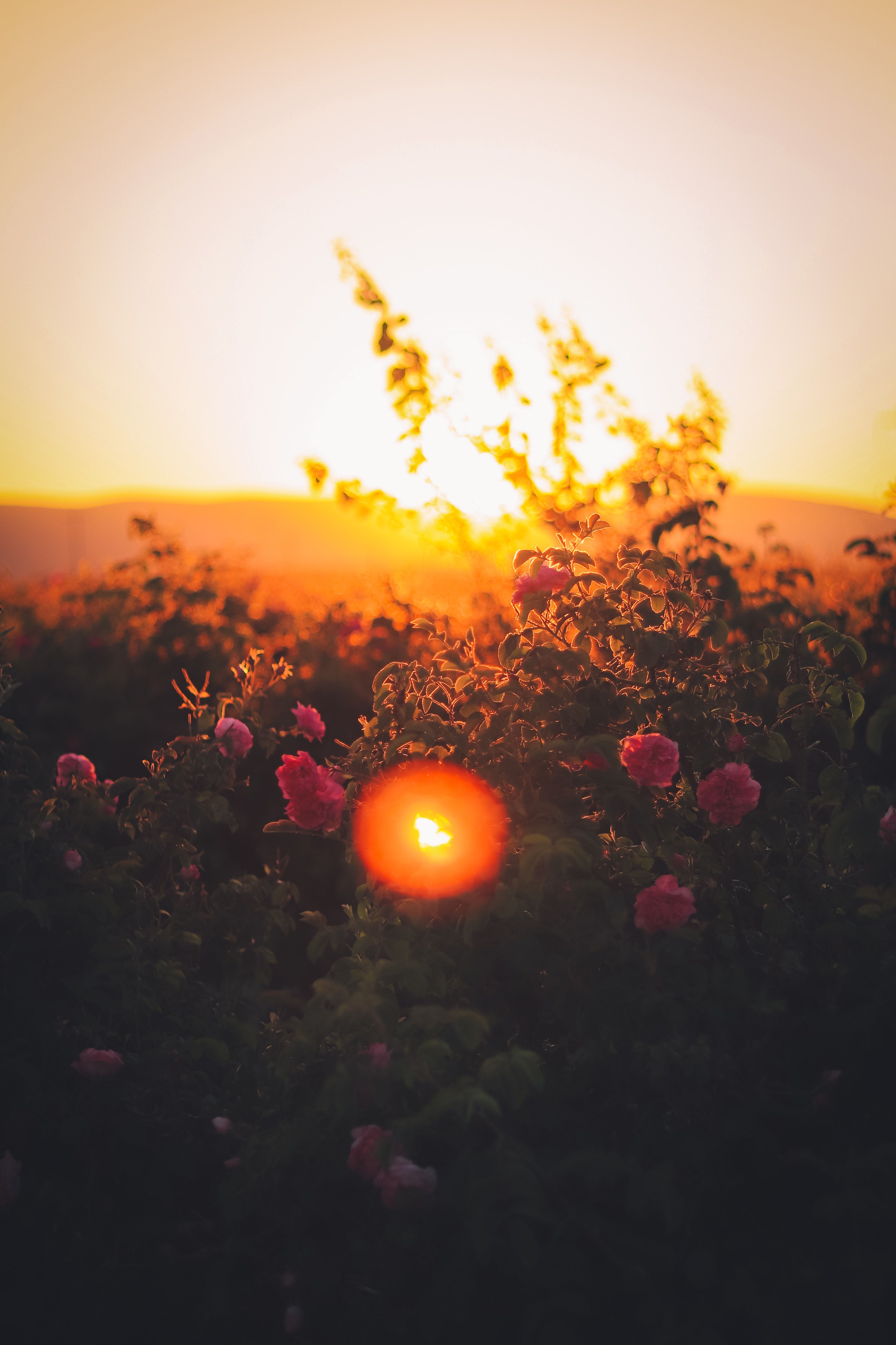 Gegenlicht, Wildblumen, Gräser, Sonnenuntergang, Goldene Stunde, Hintergrundbild fürs Handy