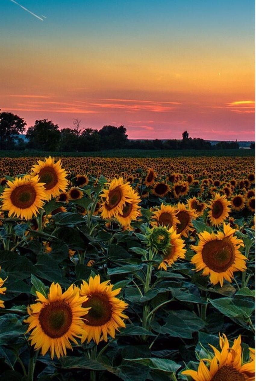 Sonnenblumenfeld, Sonnenuntergang, Sonnenblumen, Farbiger Himmel, Landschaft, Tablet-Hintergrund