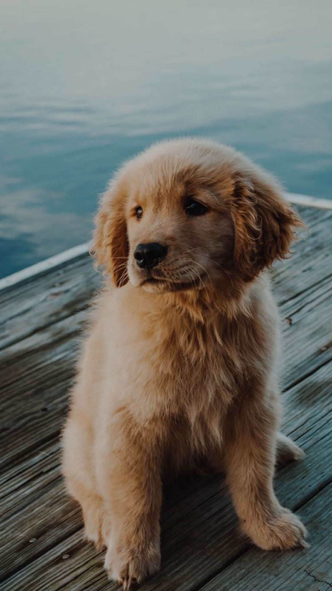 Golden Retriever, Welpe, Steg, See, Full HD, Handy-Hintergrund im Hochformat