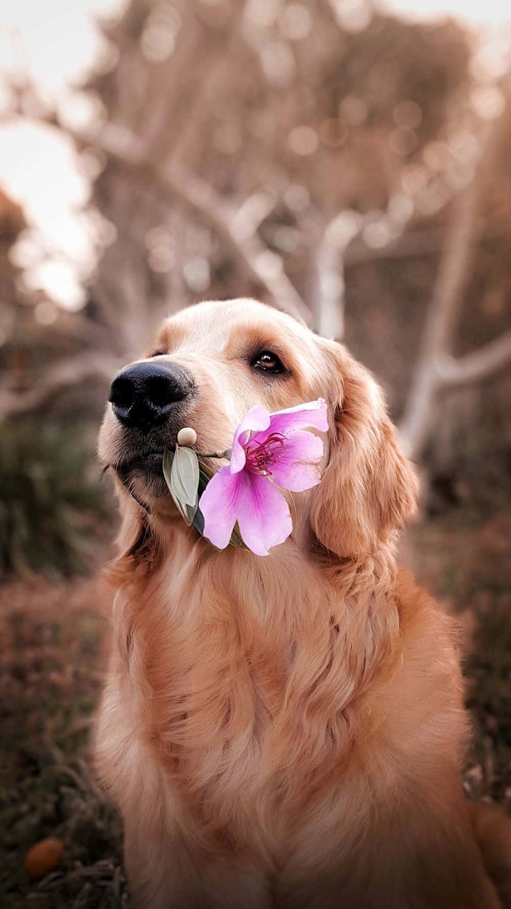 Golden Retriever, Blume, Rosa Blüte, Porträt, HD, Hintergrundbild fürs Handy