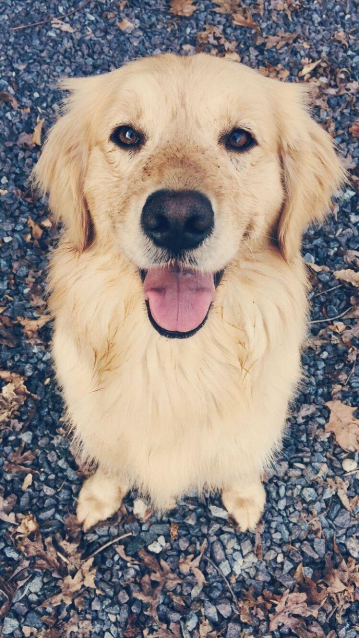 Golden Retriever, Kies, Vogelperspektive, Lächeln, Hintergrundbild für iPhone und Android