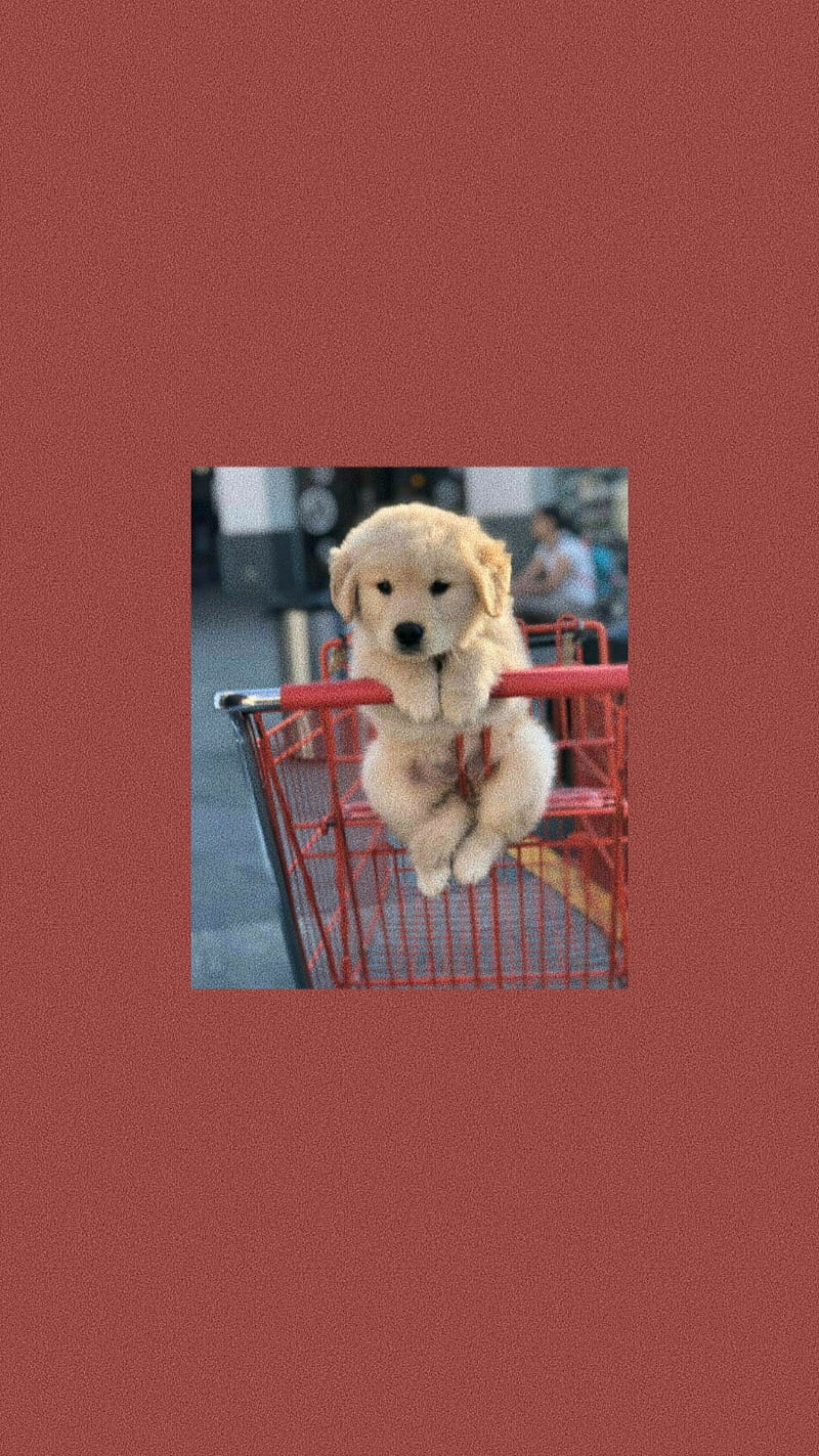 Golden Retriever, Welpe, Einkaufswagen, Rot Hintergrund, Polaroid, Sperrbildschirm fürs iPhone
