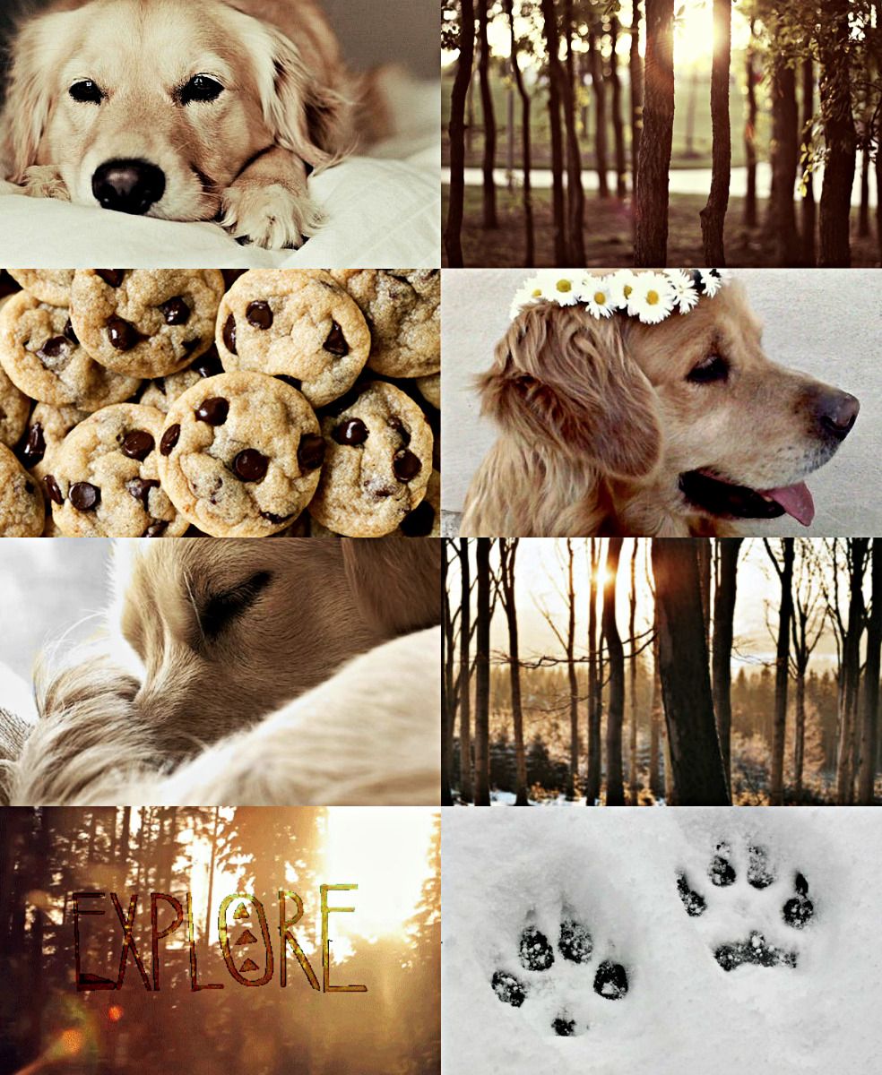 Golden Retriever, Collage, Pfotenabdrücke, Wald, Kekse, HD, iPad-Hintergrundbild