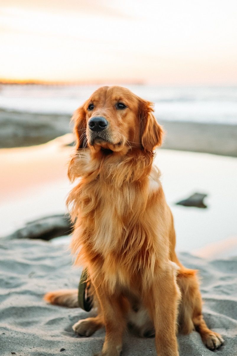 Golden Retriever, Strand, Sonnenuntergang, Sitzend, Meer, HD, Tablet-Hintergrund