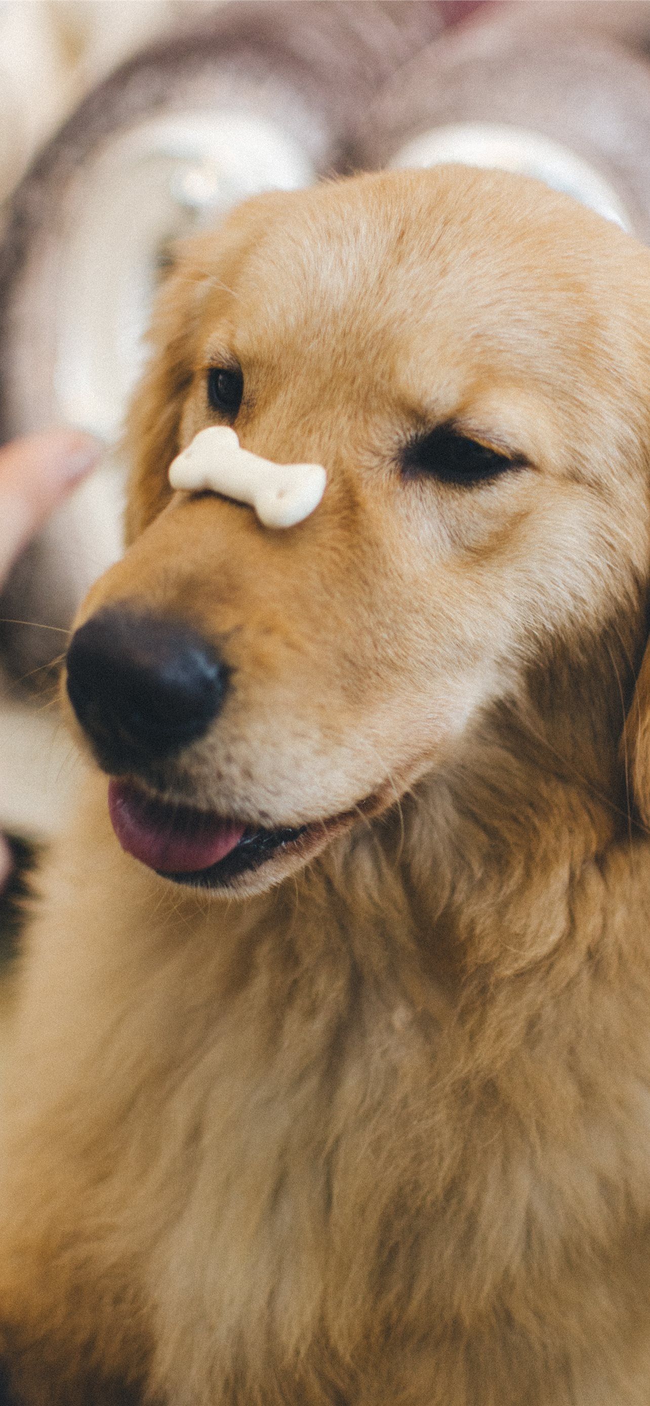 Golden Retriever, Leckerli auf der Nase, Hundekeks, Lustig, Full HD, iPhone-Hintergrundbild