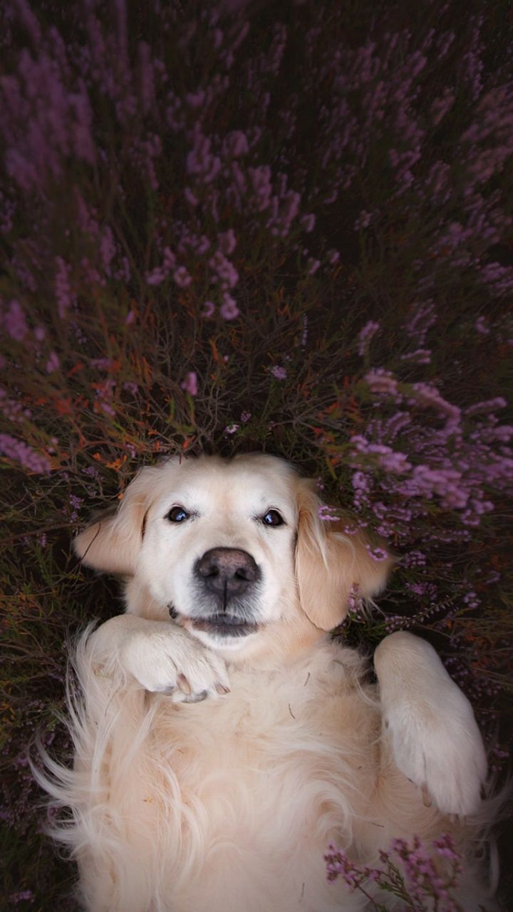 Golden Retriever, Heidekraut, Lila Blumen, Liegend, HD, Hintergrundbild fürs Handy