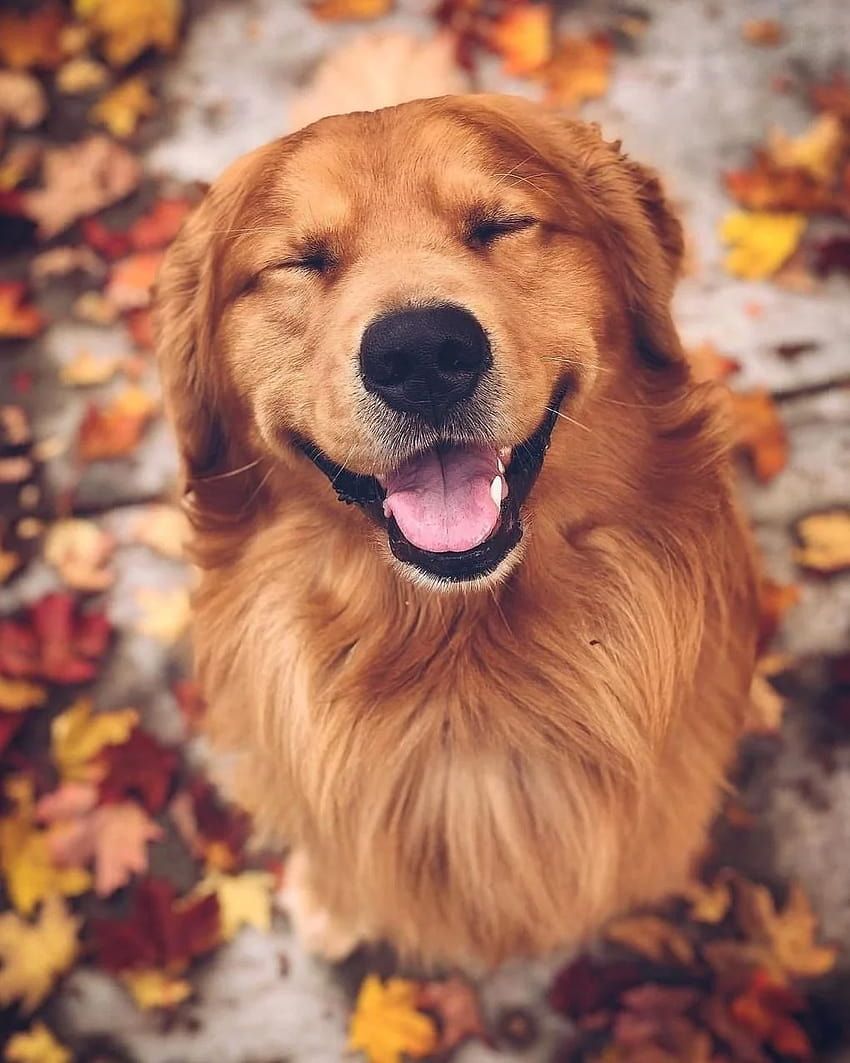 Golden Retriever, Lächeln, Herbstlaub, Augen geschlossen, Hintergrundbild fürs iPad