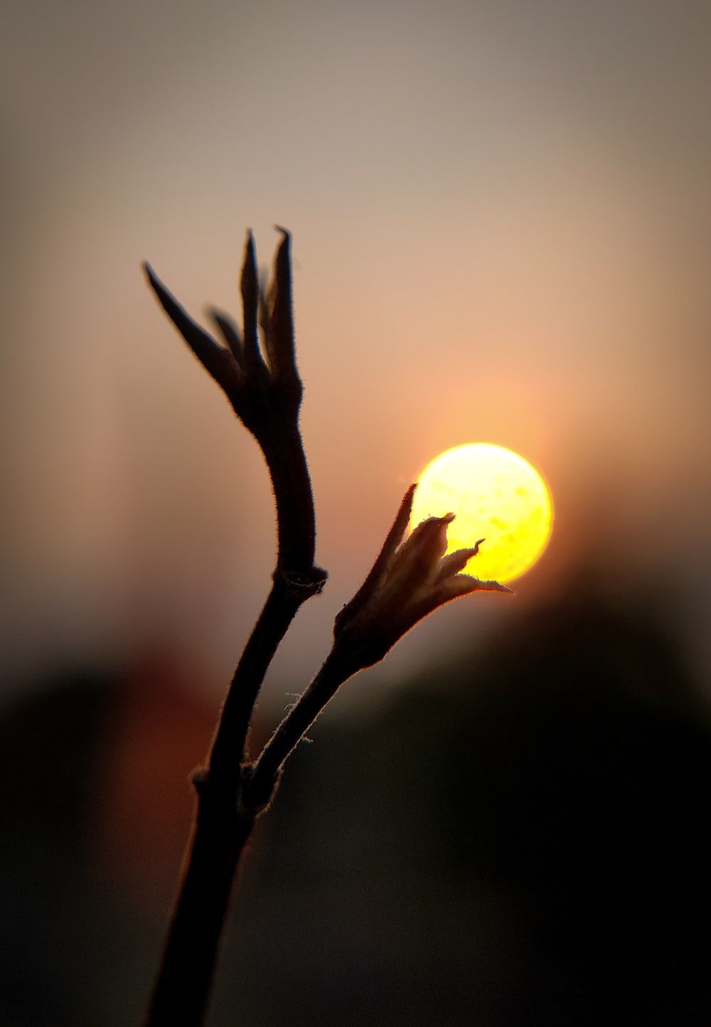 Pflanze, Silhouette, Sonne, Gegenlicht, Dunkel, HD, Hintergrundbild fürs Tablet