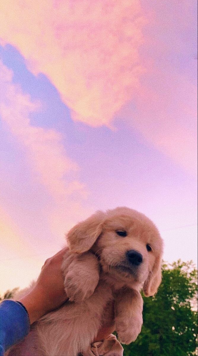 Golden Retriever, Welpe, Rosa Himmel, Wolken, Hand, Hochformat, Hintergrundbild fürs Smartphone