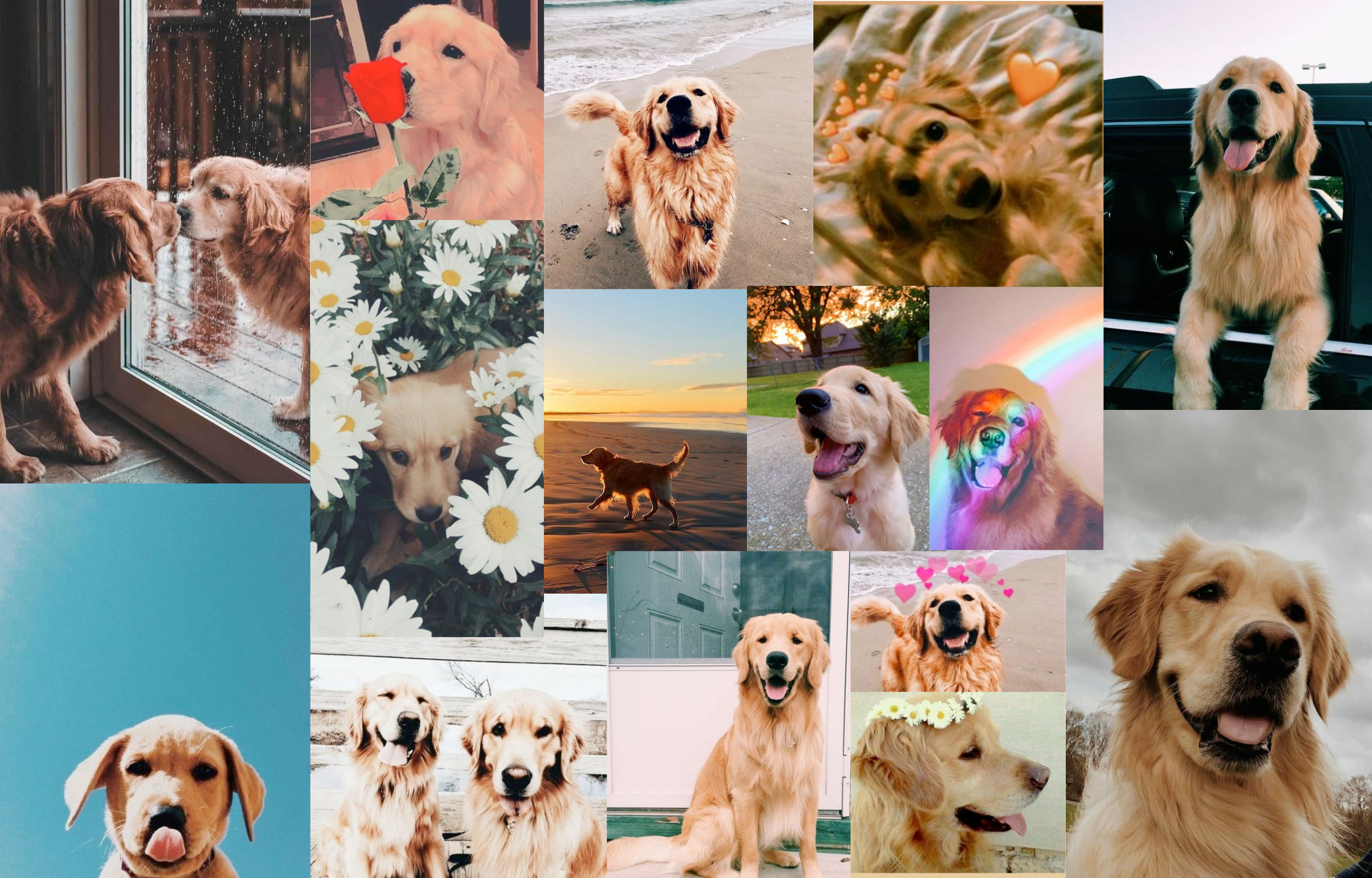 Golden Retriever, Collage, Gänseblümchen, Regenbogen, Ästhetik, Full HD, Desktop-Hintergrund