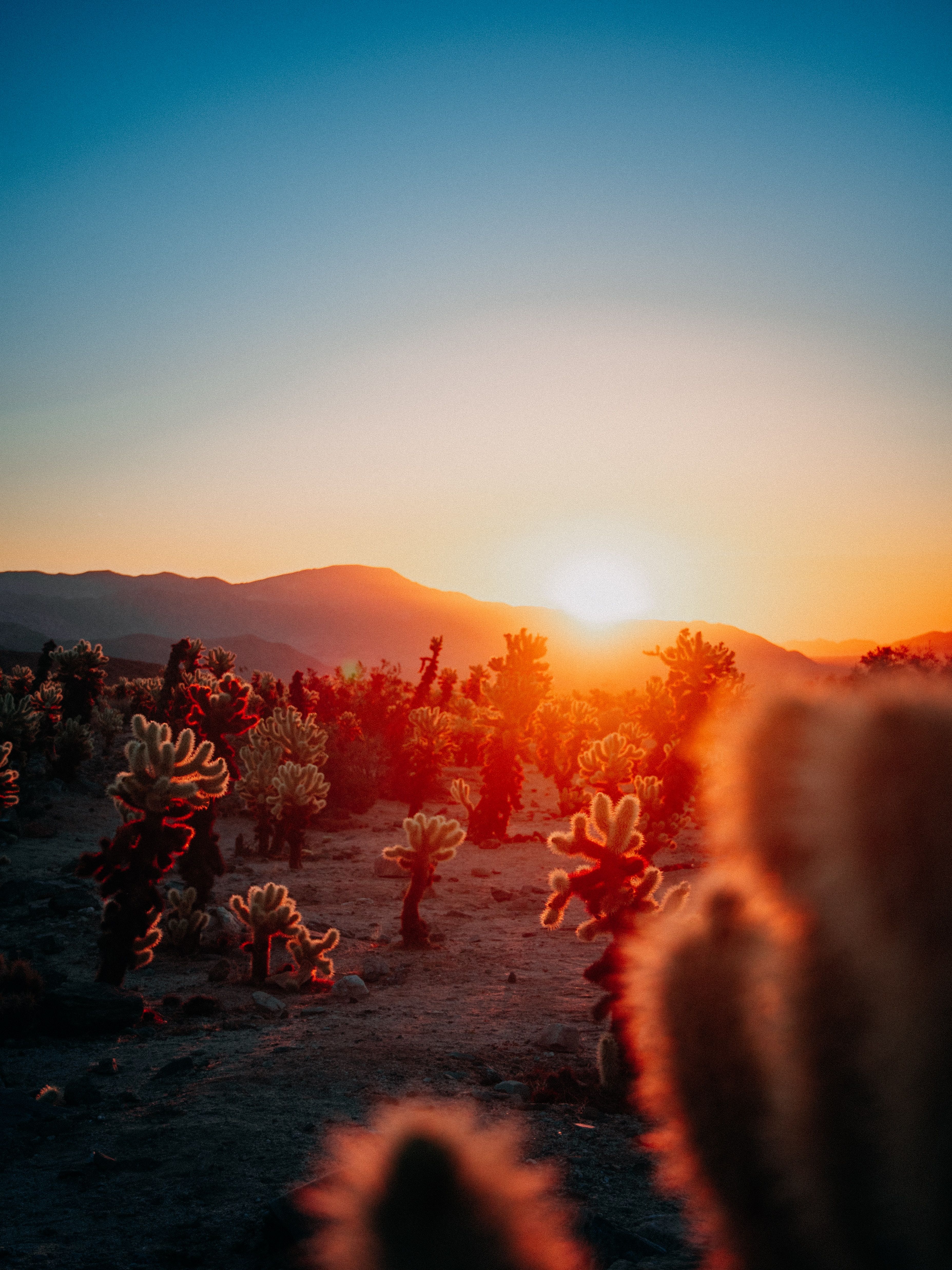 Kakteen, Wüste, Sonnenuntergang, Berge, Sonnenstern, QHD+, Hintergrundbild fürs Tablet