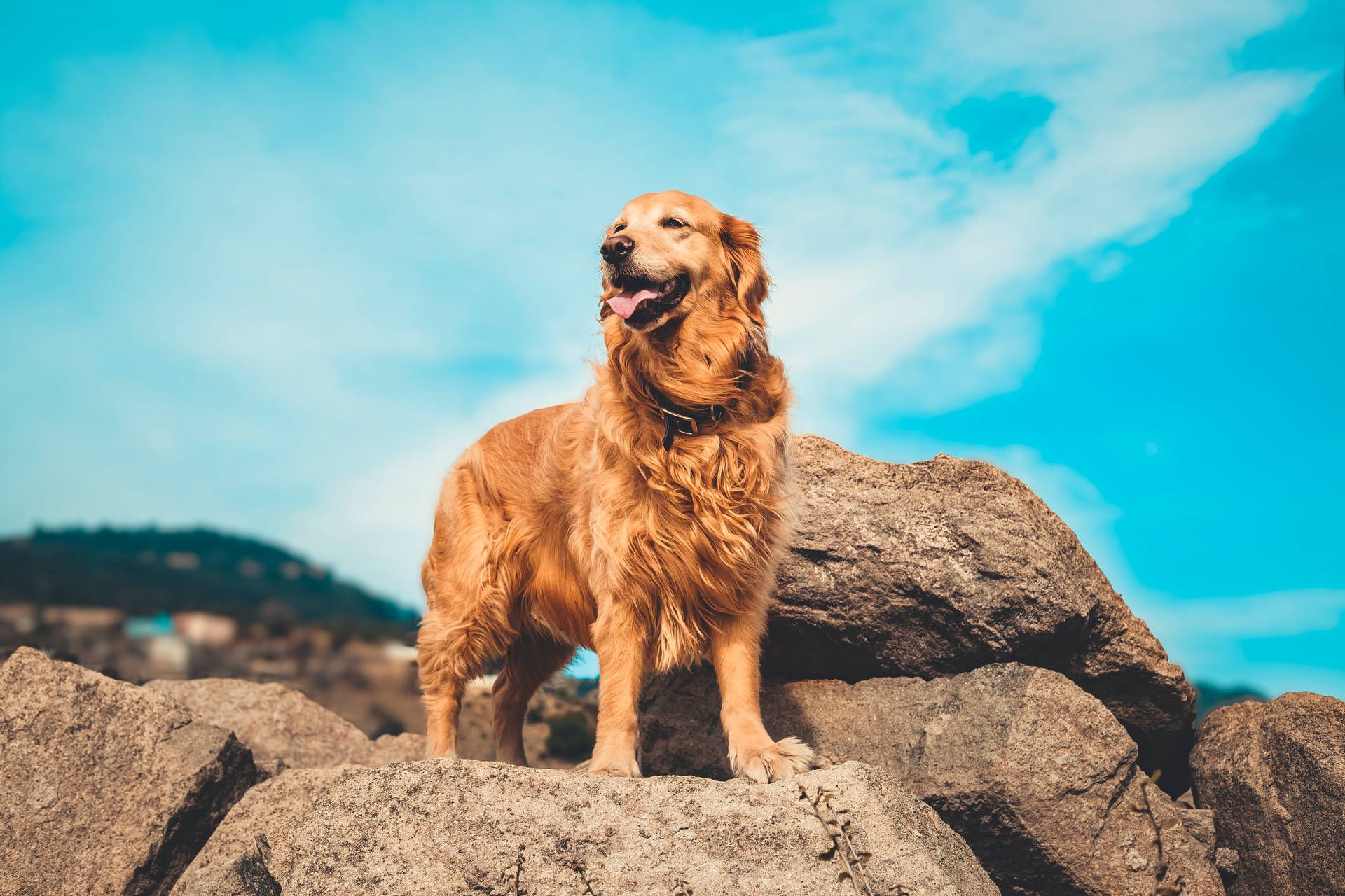 Golden Retriever, Felsen, Blauer Himmel, Natur, Full HD, Desktop-Hintergrund für Windows