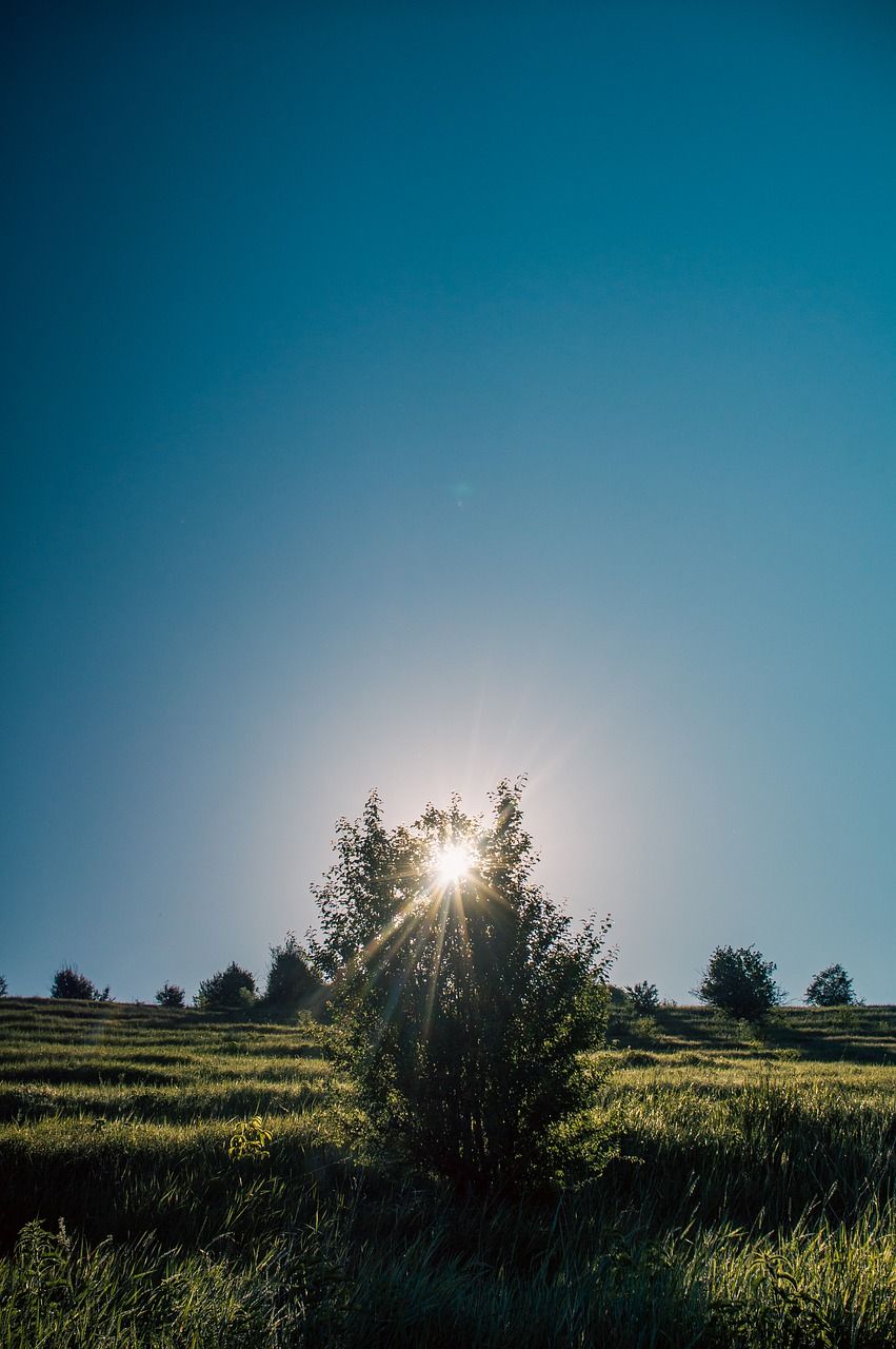 Baum, Gegenlicht, Wiese, Blauer Himmel, Sonnenstrahlen, HD, Hintergrundbild fürs Handy