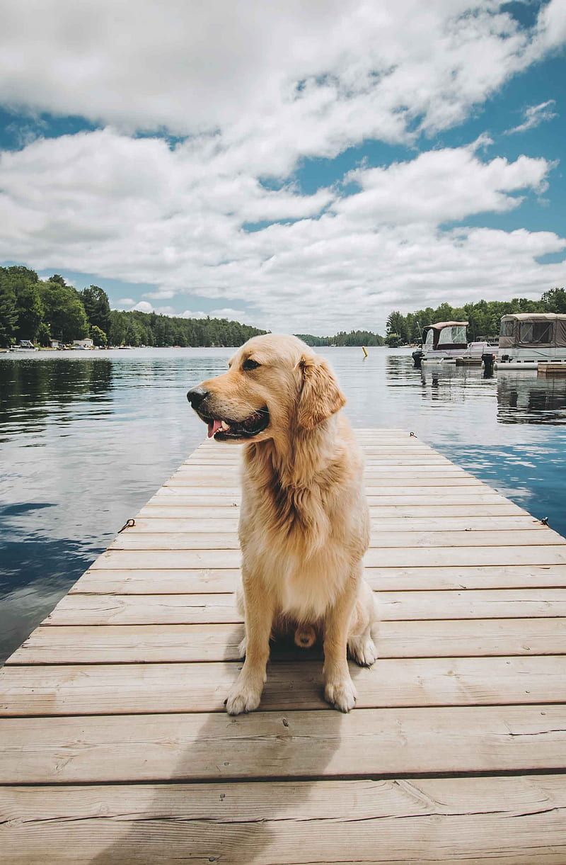 Golden Retriever, Steg, See, Wolken, Sommer, HD, Sperrbildschirm fürs iPhone