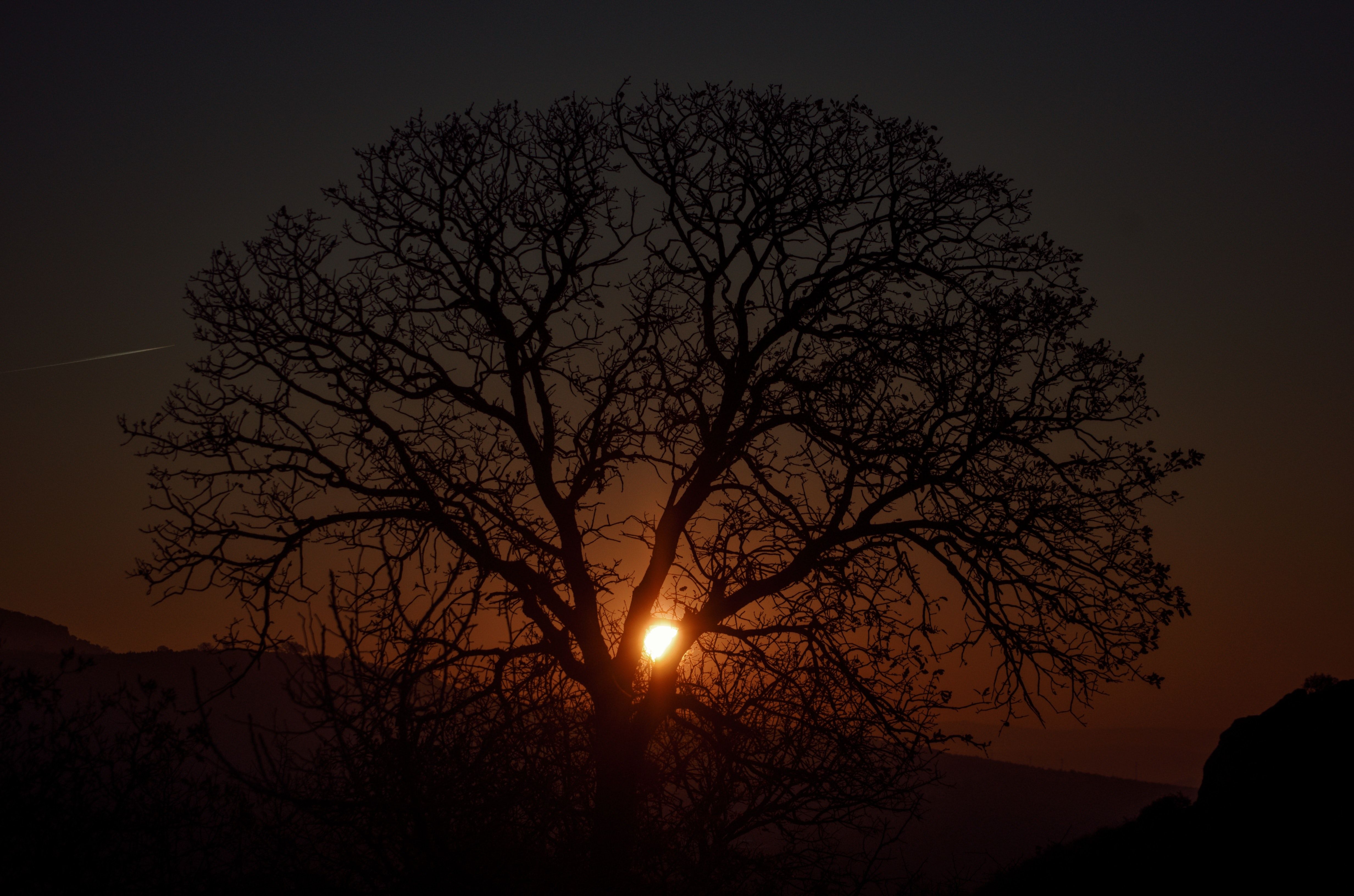Baum, Silhouette, Sonnenuntergang, Dunkel, Natur, 4K, Desktop-Hintergrund für Windows