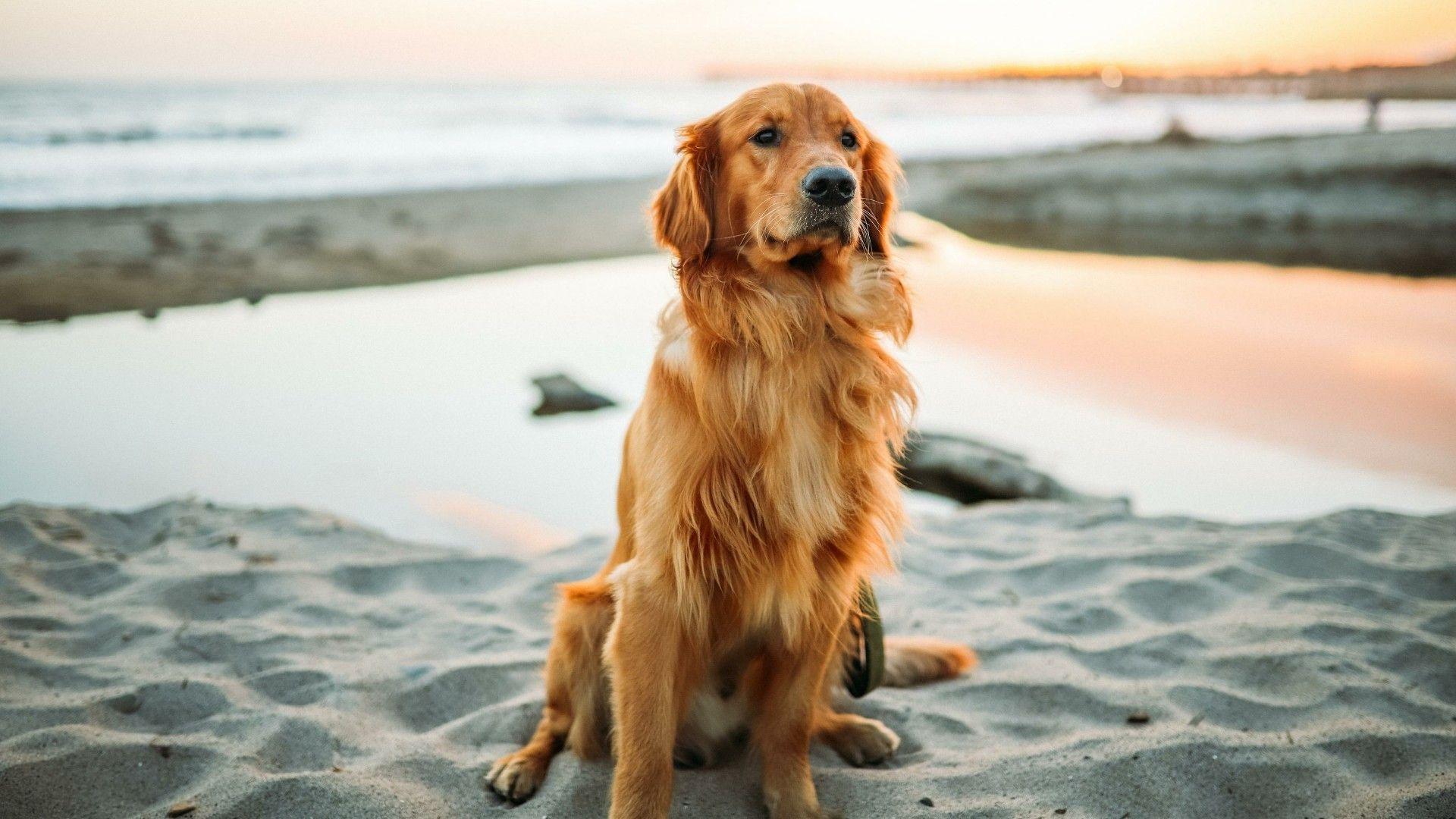 Golden Retriever, Strand, Sand, Sonnenuntergang, Full HD 1080p, Desktop-Hintergrundbild