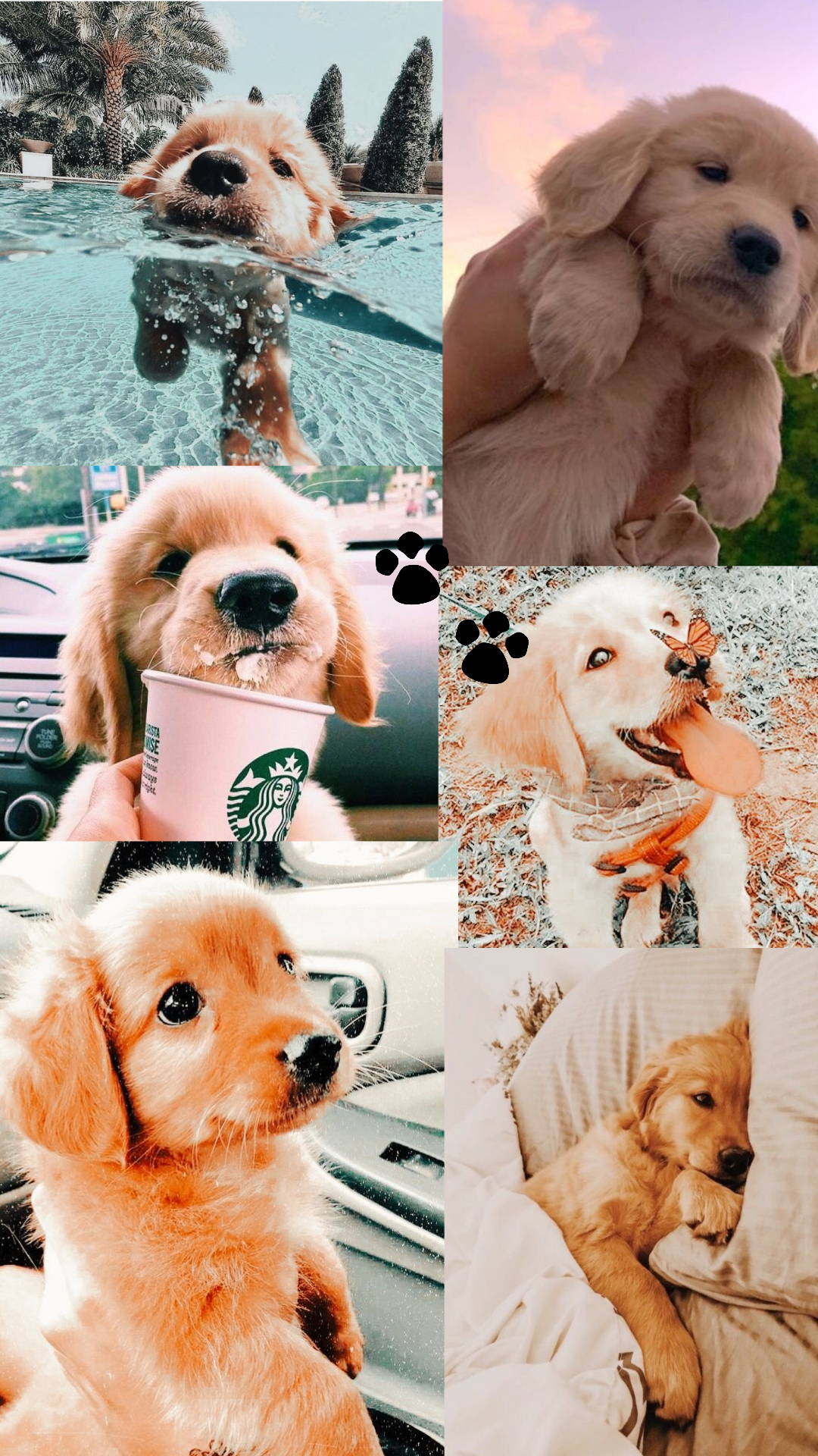 Golden Retriever, Collage, Welpen, Pastell, Full HD, Hintergrundbild fürs Handy